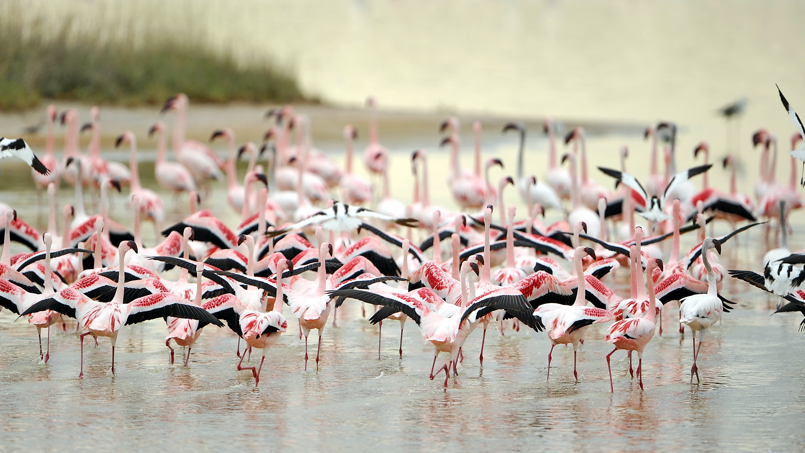 287588 Bildschirmschoner und Hintergrundbilder Flamingo auf Ihrem Telefon. Laden Sie  Bilder kostenlos herunter