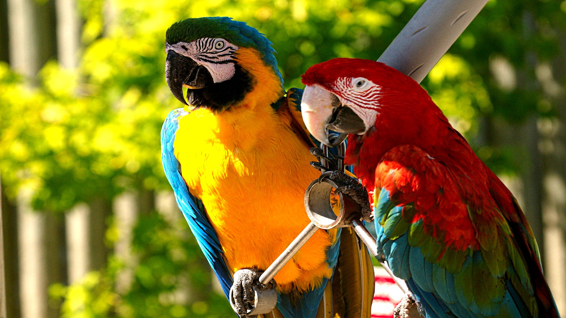 vertical wallpaper animal, macaw, bird, blue and yellow macaw, parrot, red and green macaw, birds