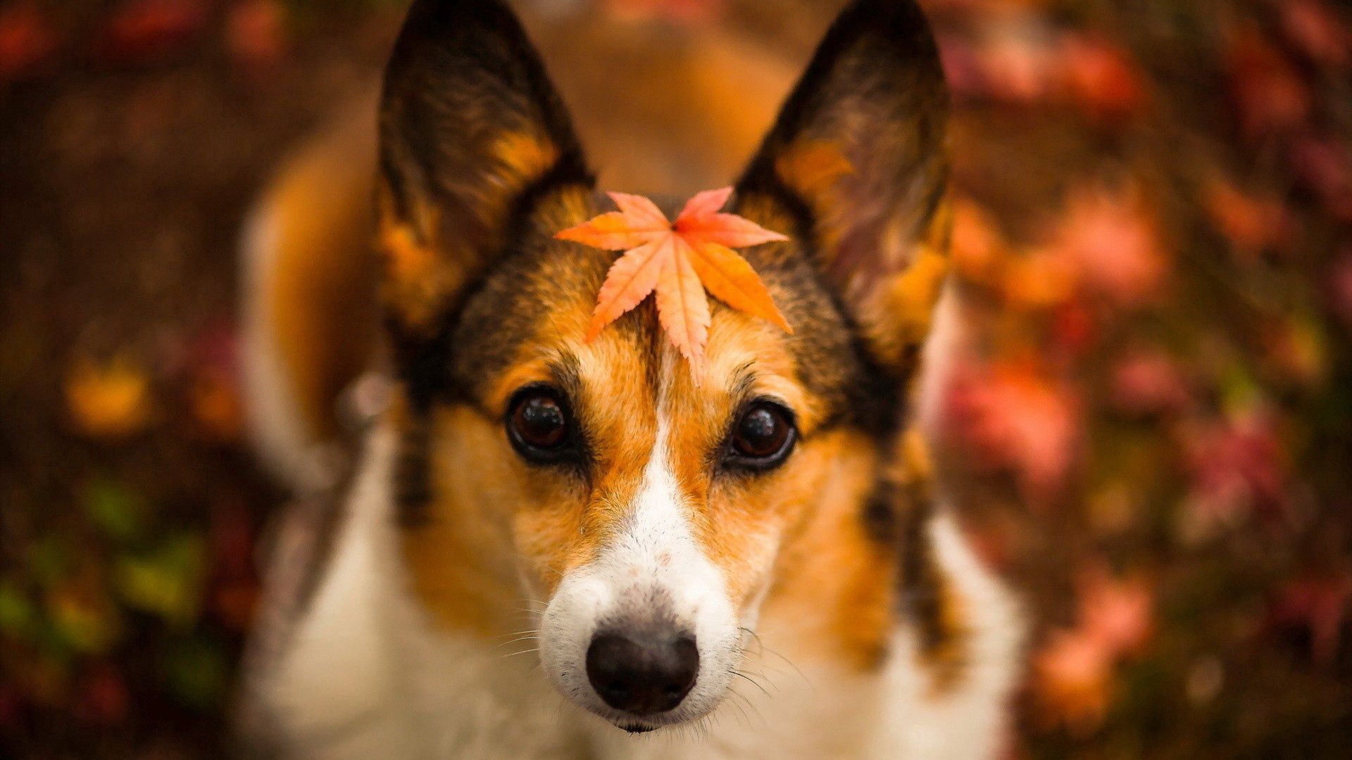 sheet, animals, autumn, dog, muzzle, leaf Full HD