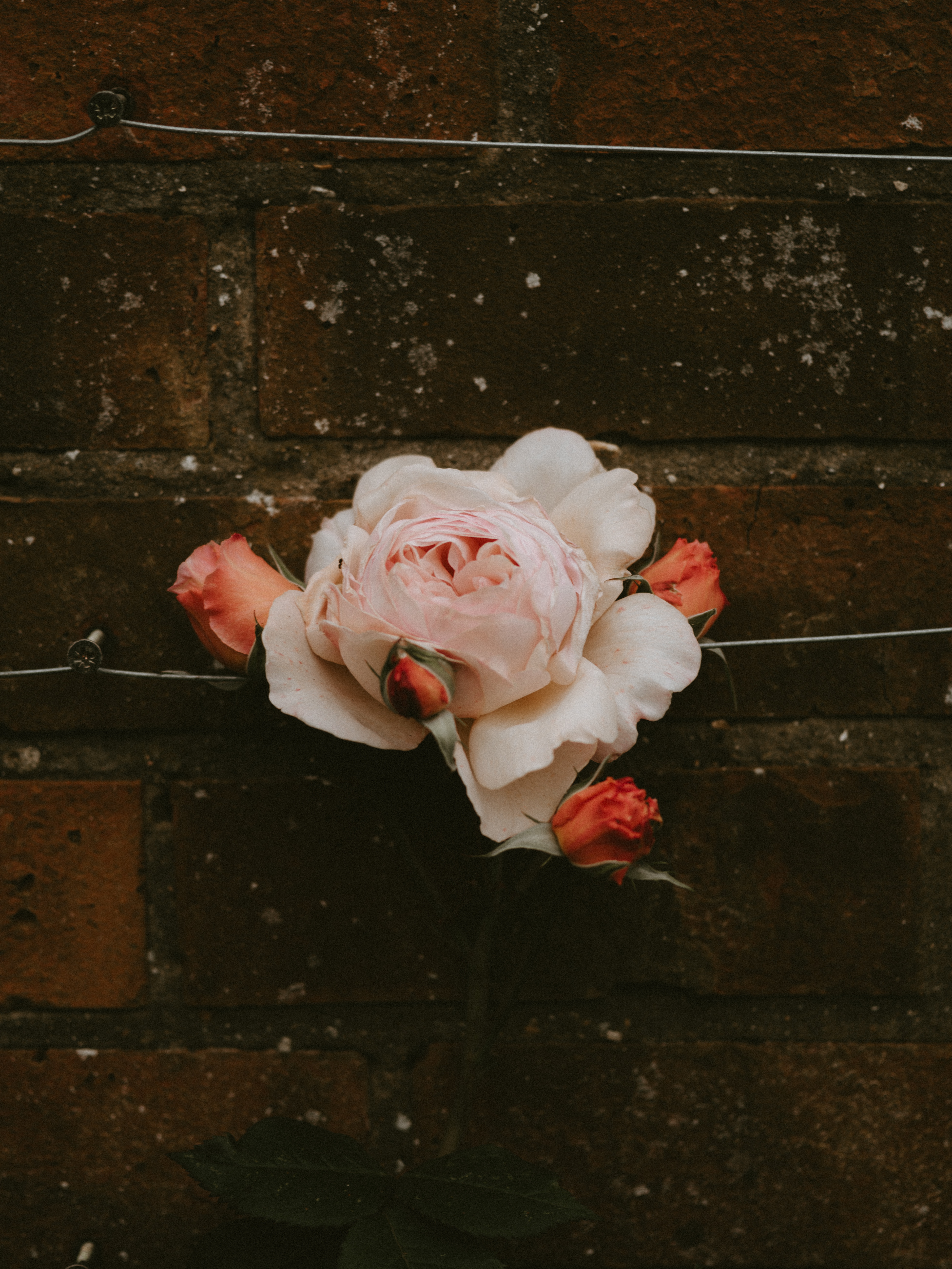 Завантажити шпалери безкоштовно Роза, Цегла, Цегляний, Квітка, Стіна, Троянда, Цвітіння, Рожевий, Бутони, Бутонів, Квіти картинка на робочий стіл ПК