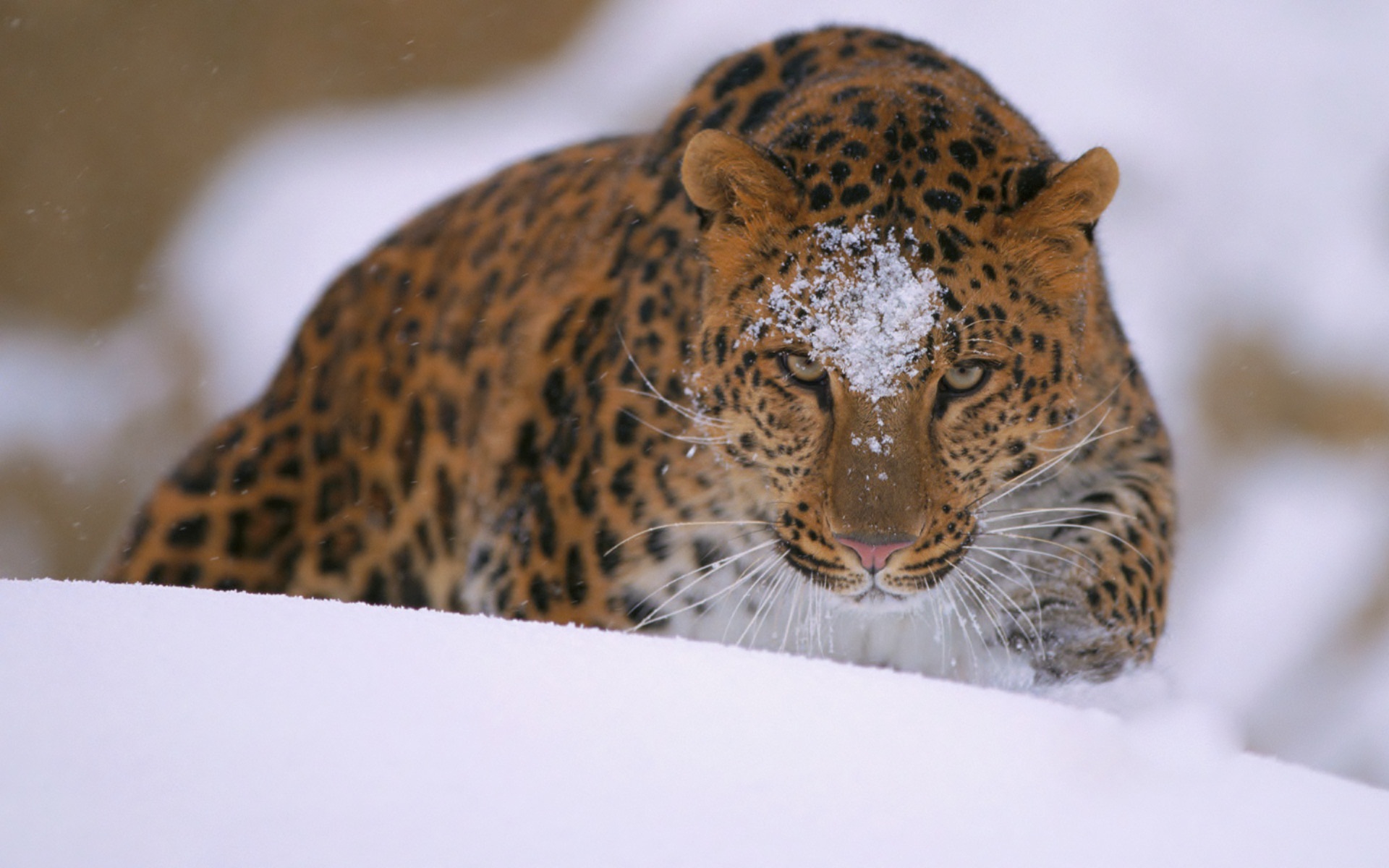 Meilleurs fonds d'écran Amur Leopard pour l'écran du téléphone