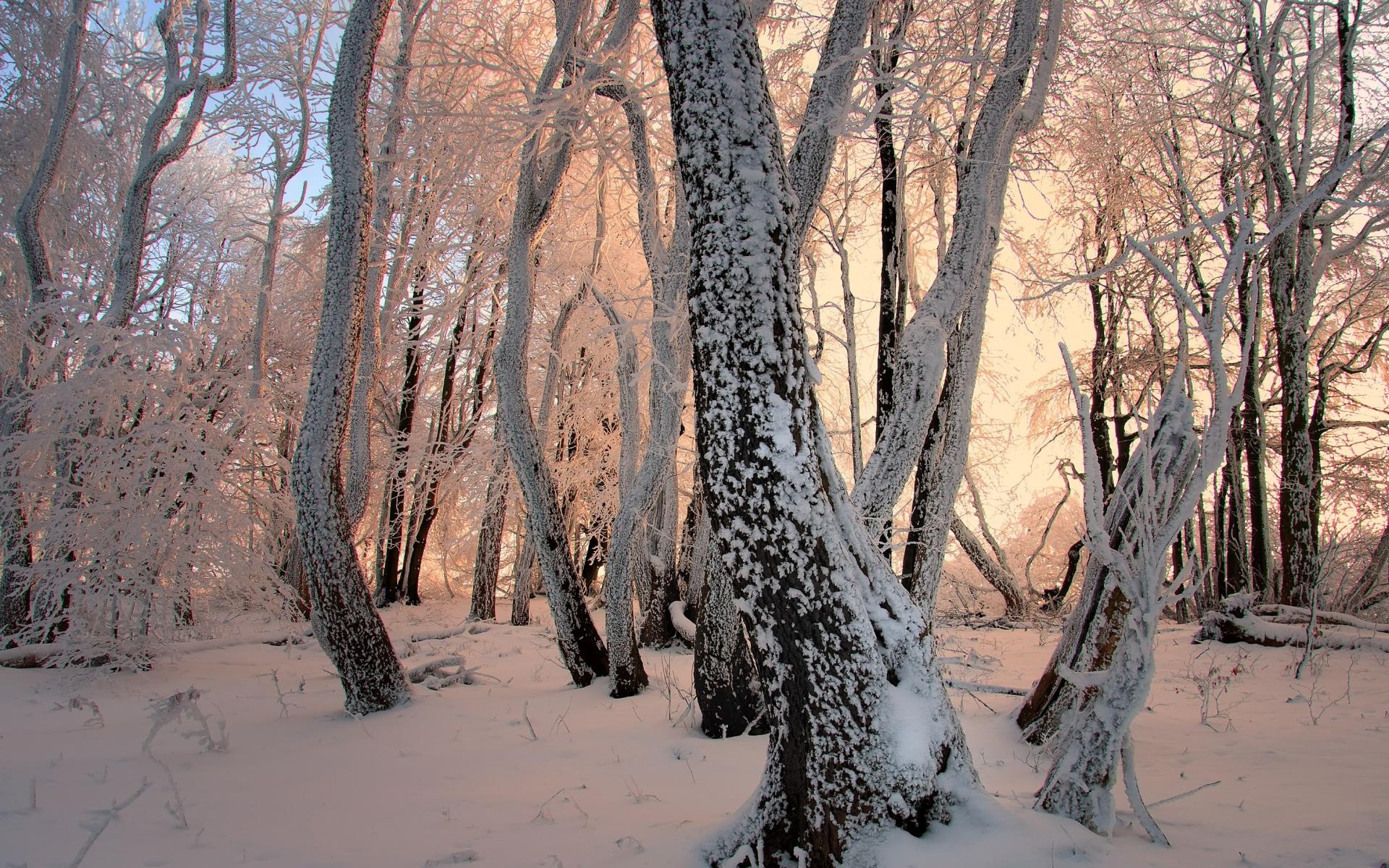 Зимний лес деревья в снегу