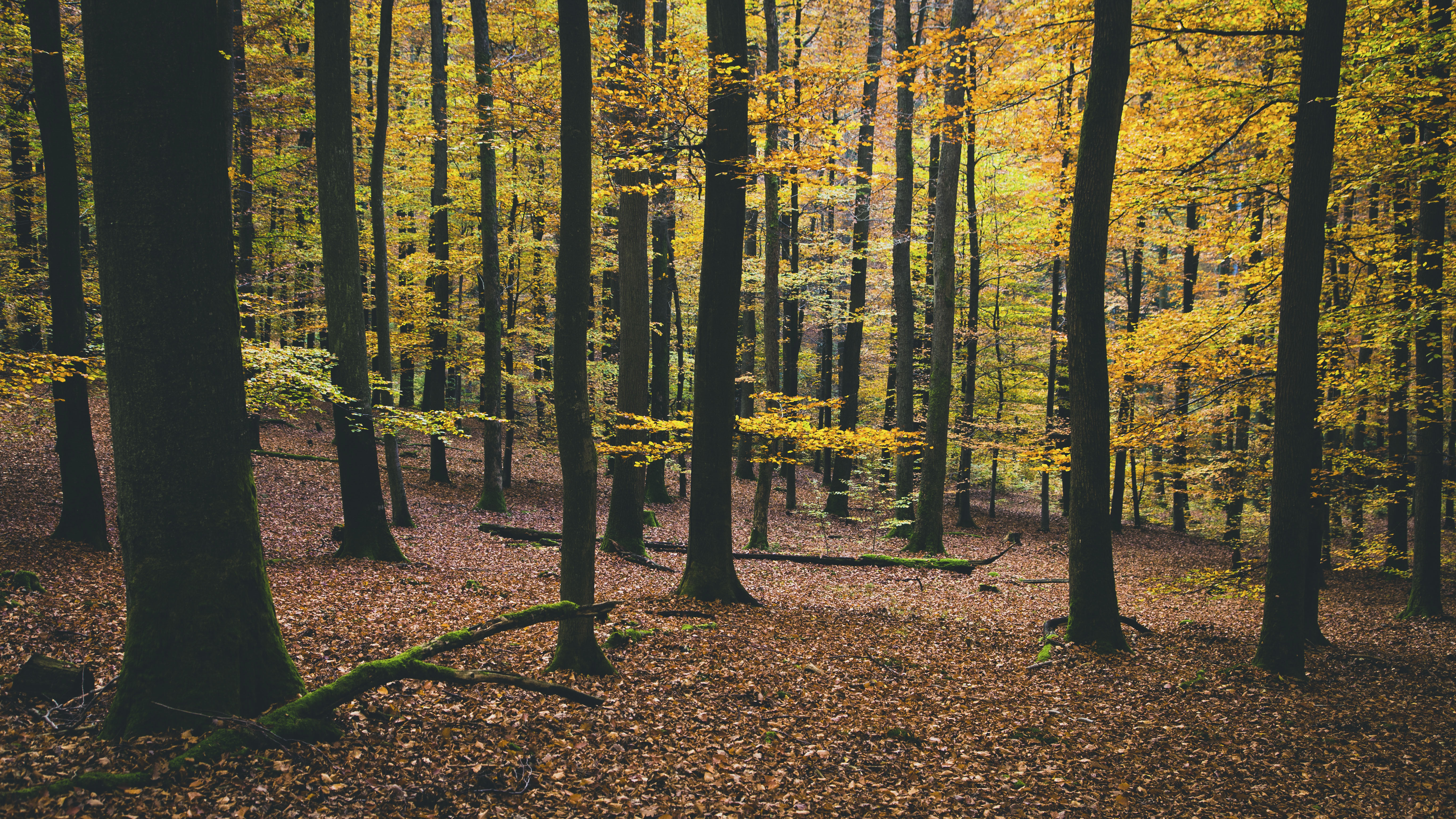 102995 descargar imagen naturaleza, árboles, otoño, follaje: fondos de pantalla y protectores de pantalla gratis