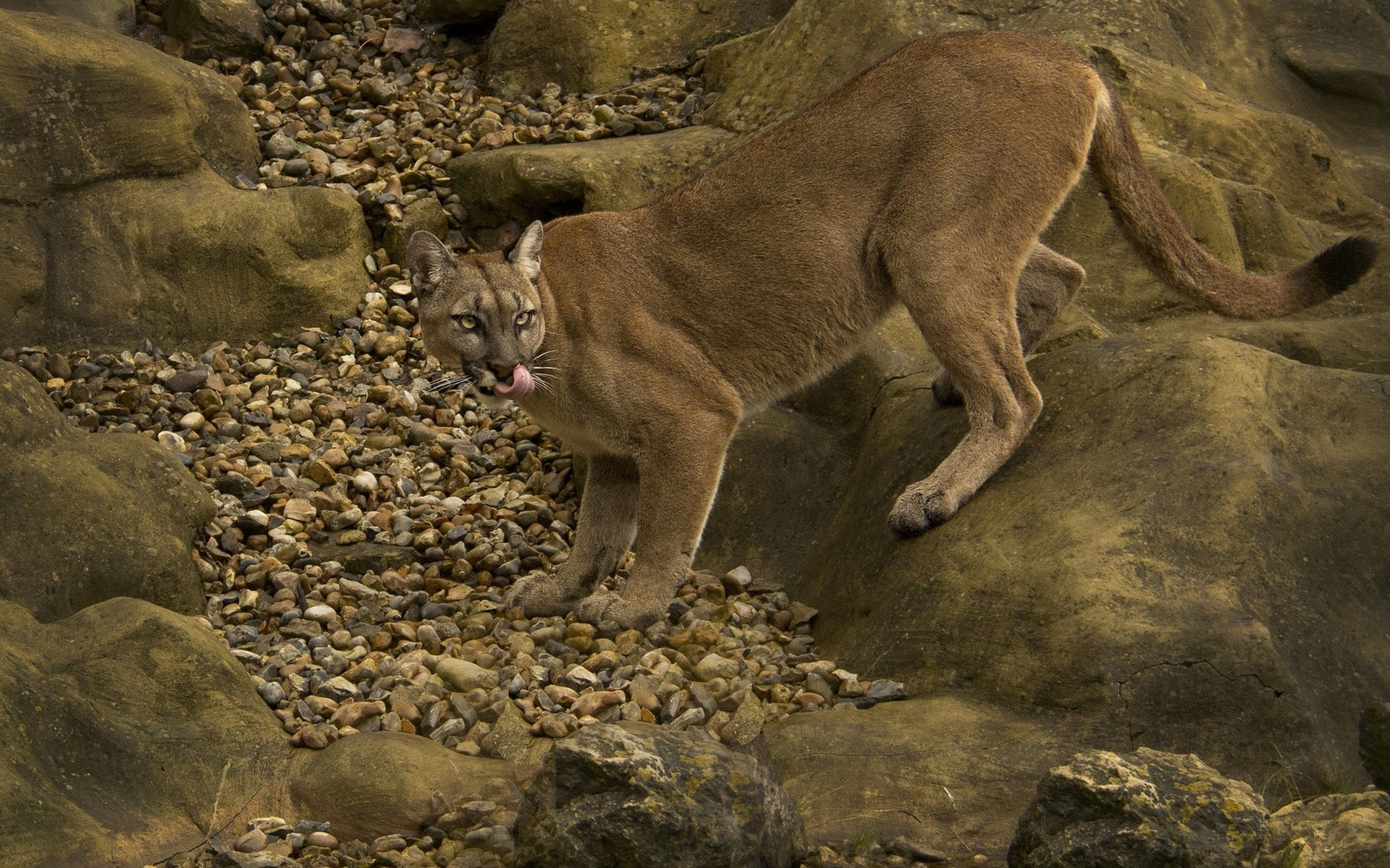 369974 Hintergrundbild herunterladen tiere, jaguar, wilde katze, katzen - Bildschirmschoner und Bilder kostenlos
