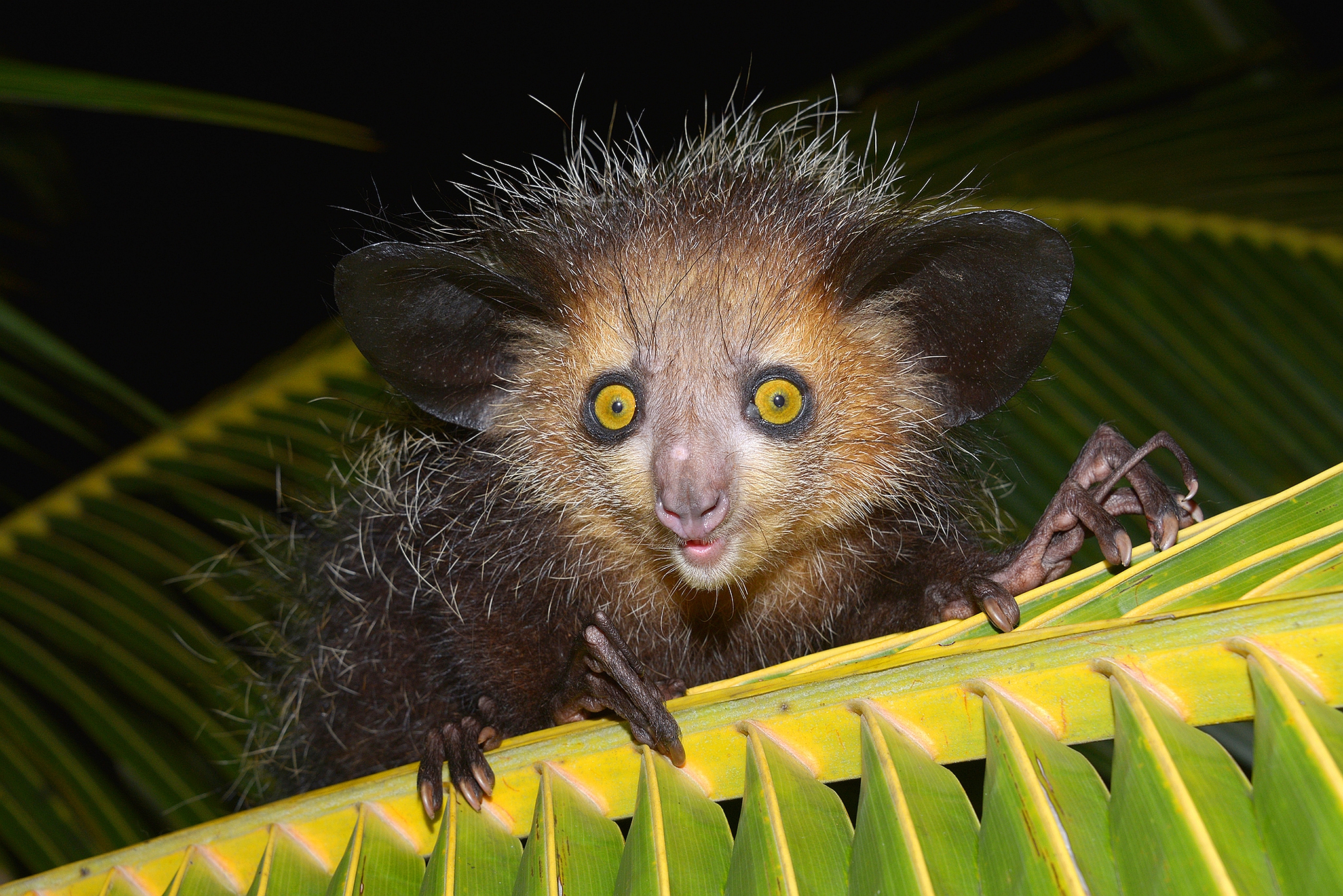 351975 Bild herunterladen tiere, lemur, affen - Hintergrundbilder und Bildschirmschoner kostenlos