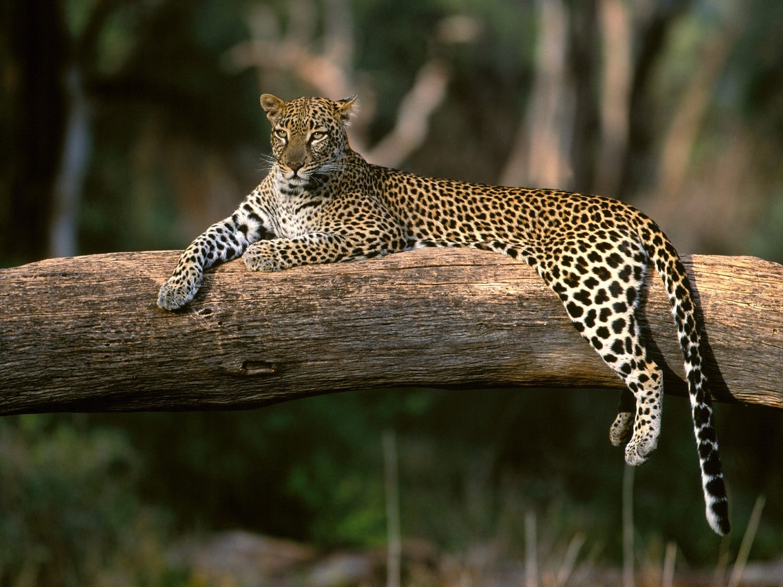 2293 Protetores de tela e papéis de parede Leopards em seu telefone. Baixe  fotos gratuitamente