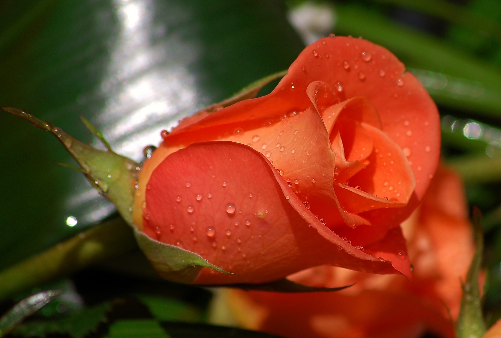 301639 下載圖片 自然, 玫瑰, 红花, 花卉 - 免費壁紙和屏保