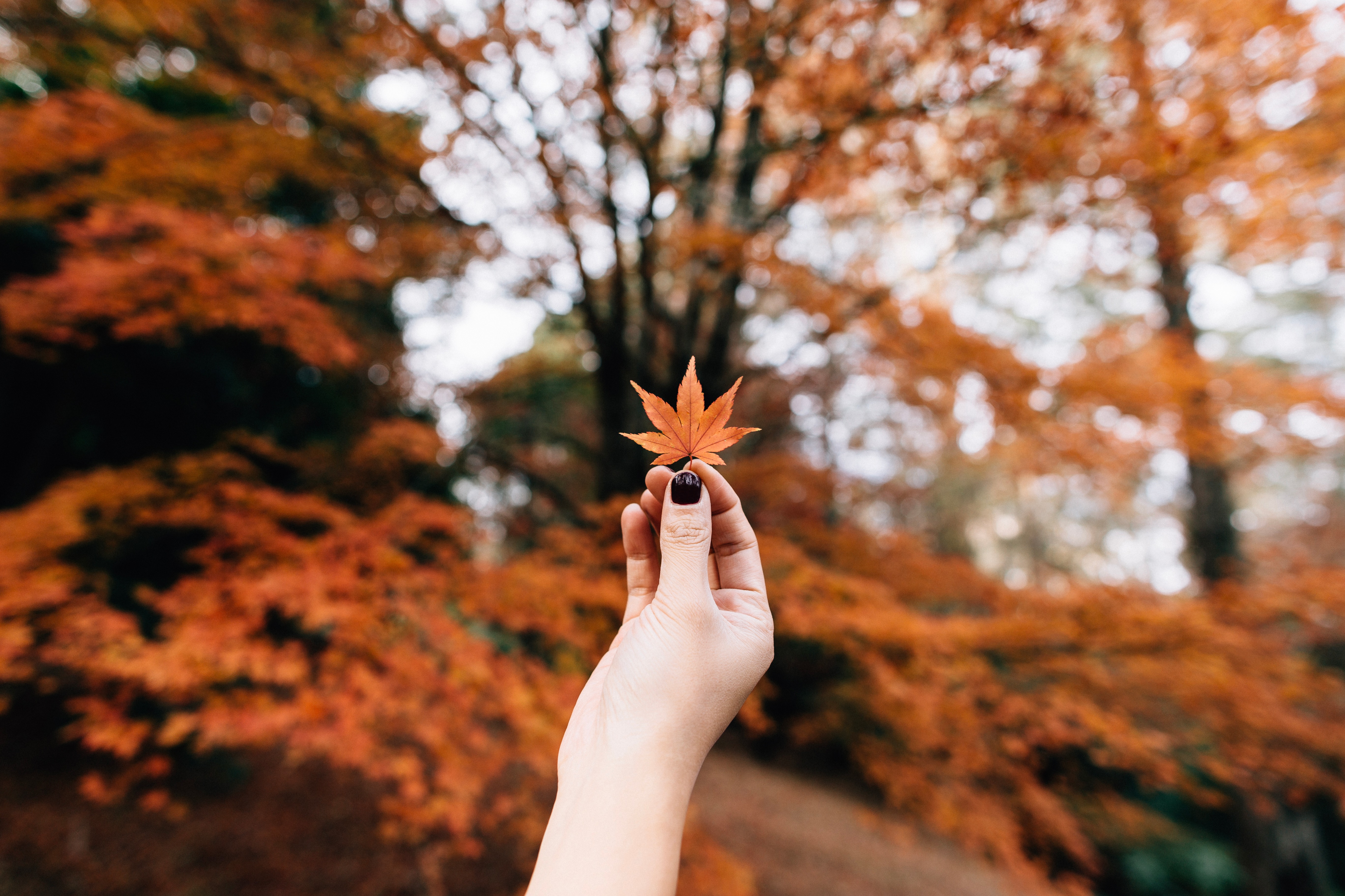 Laden Sie das Natur, Hand, Blatt, Ahorn, Herbst-Bild kostenlos auf Ihren PC-Desktop herunter