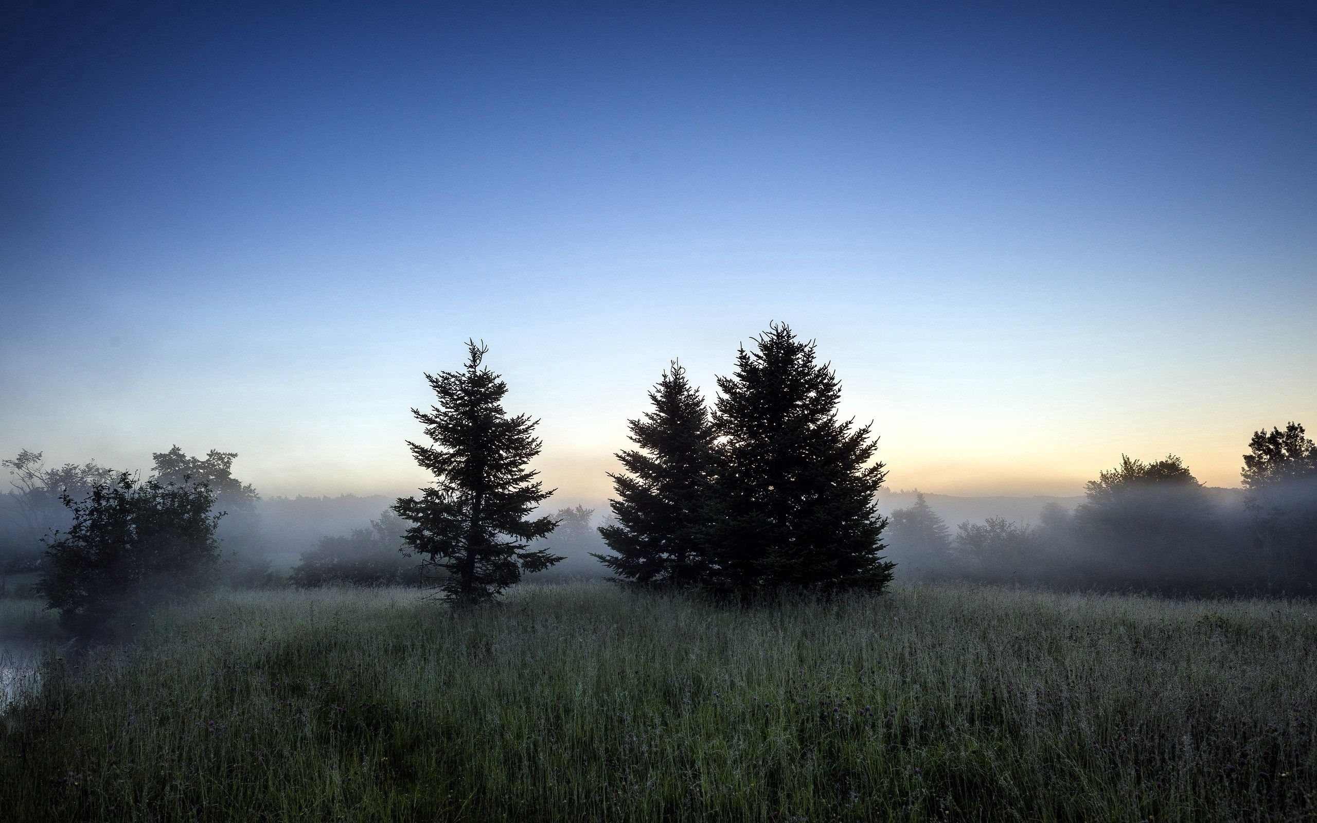 Скачать картинку Трава, Туман, Лес, Природа, Деревья в телефон бесплатно.