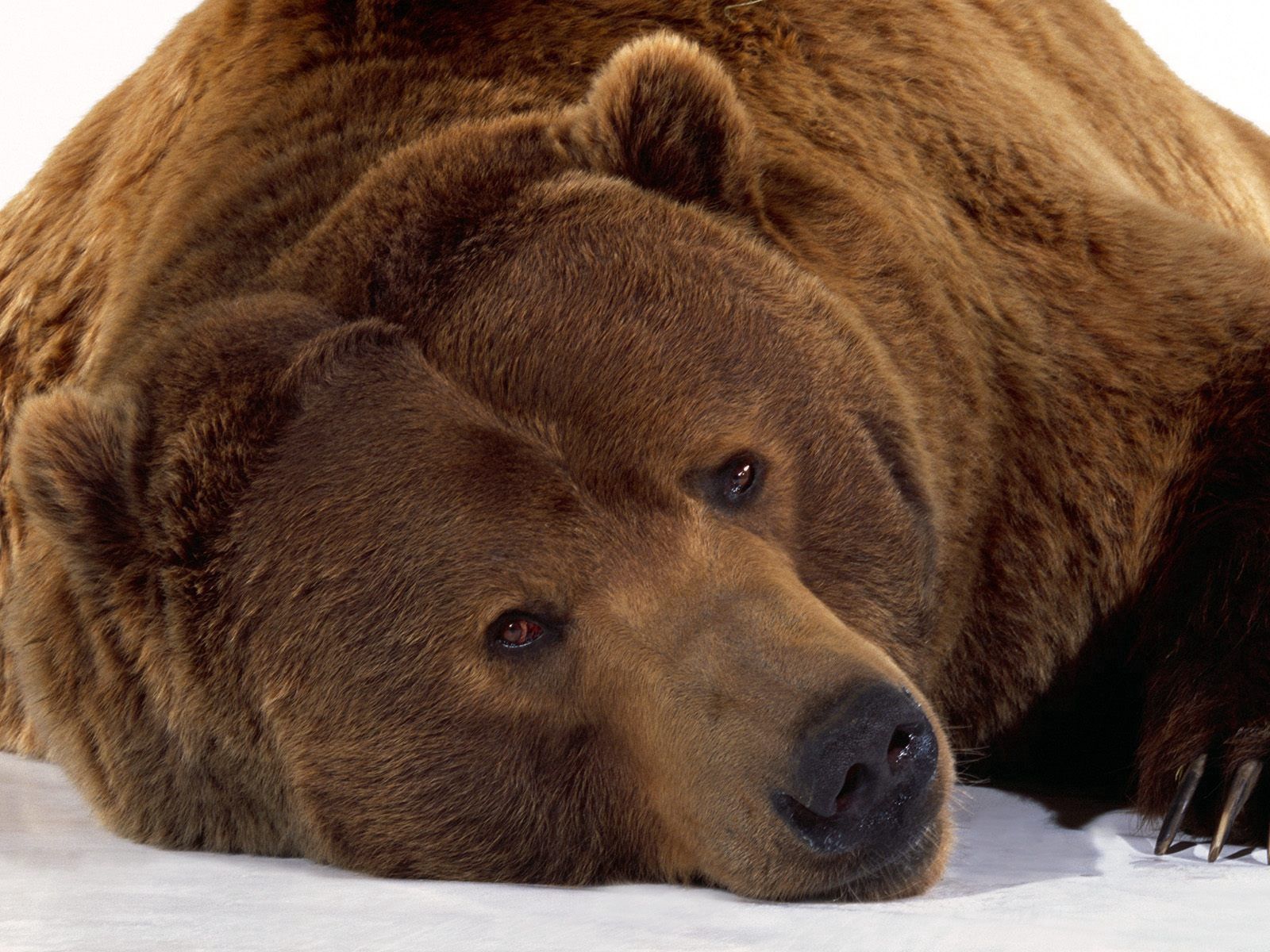 Плачущий медведь
