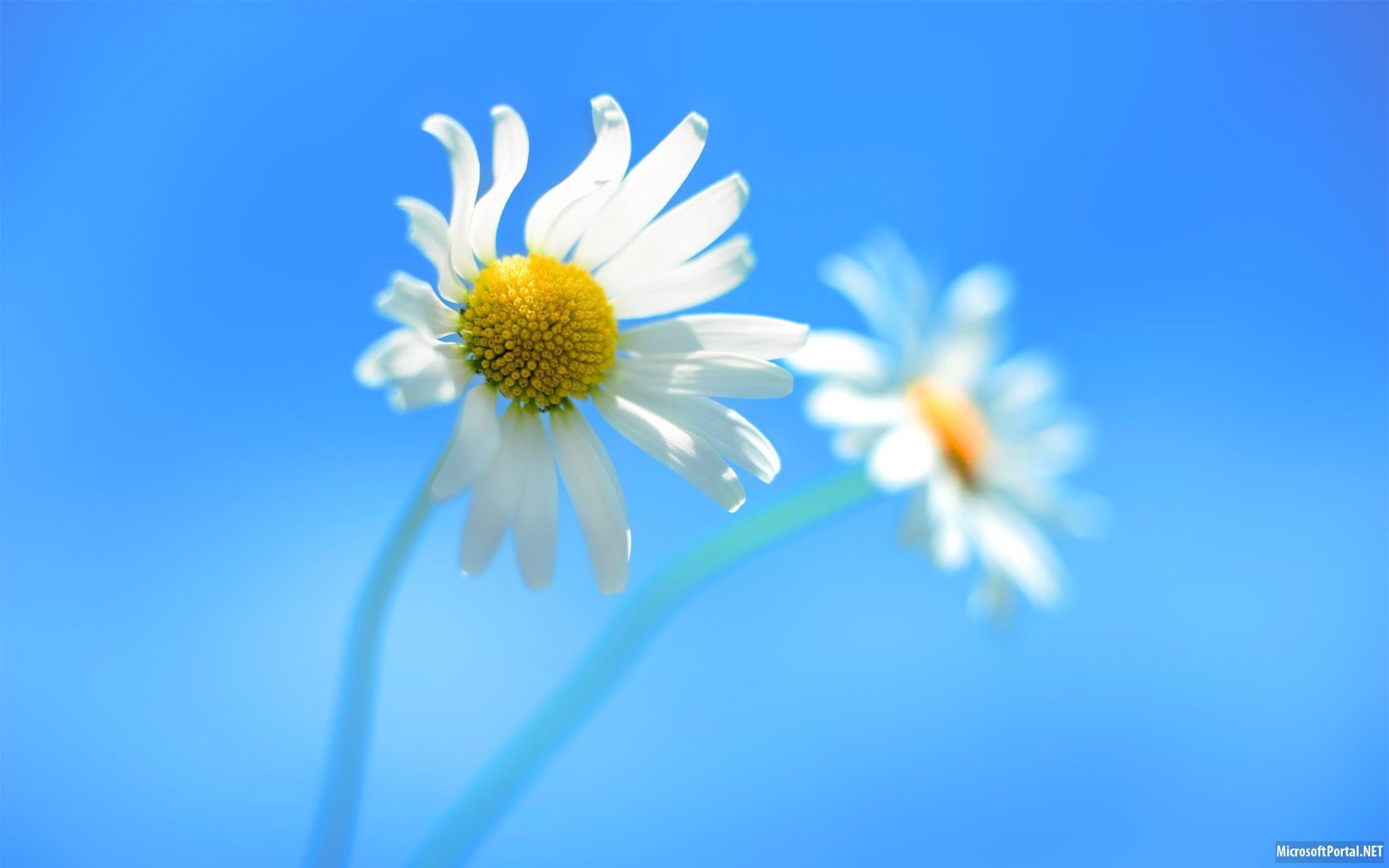 Download mobile wallpaper Plants, Camomile, Flowers, Background for free.