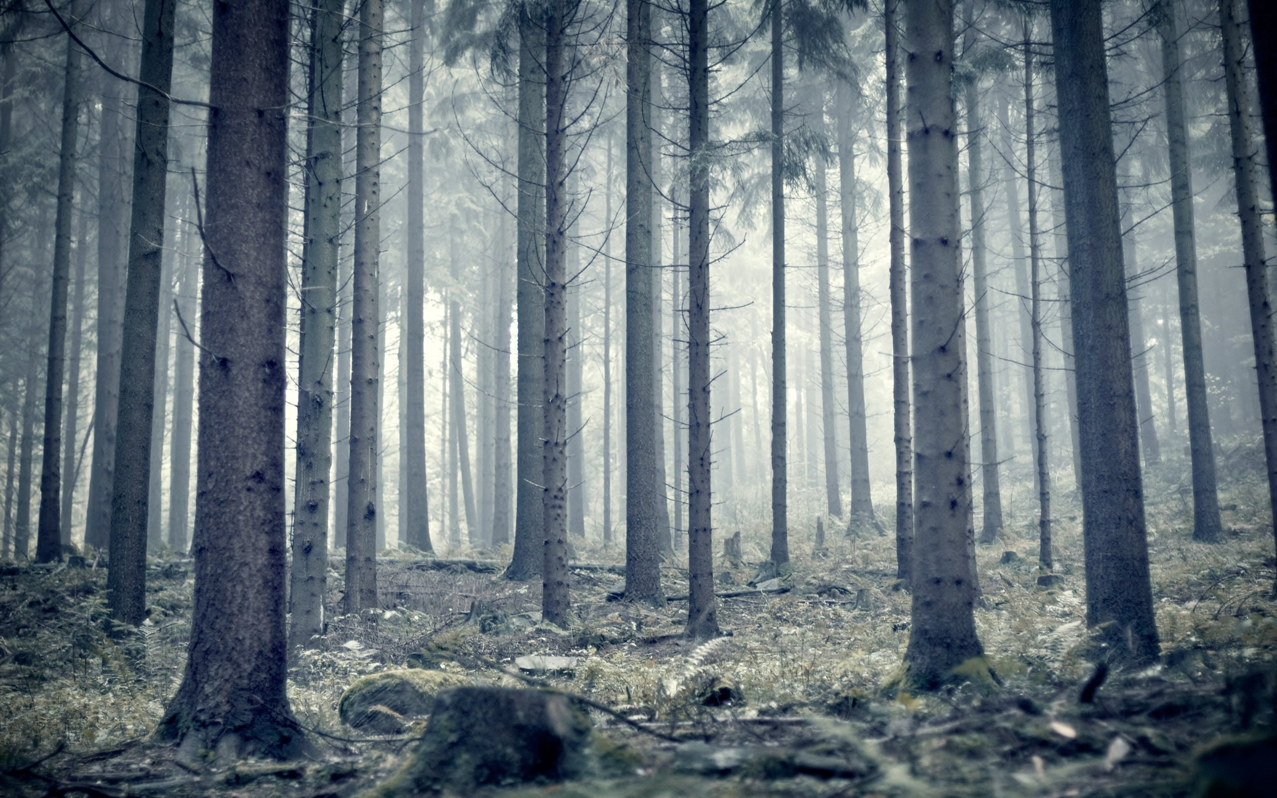 Ломаный лес. Лес в тумане. Серый лес. Лес фон. Мрачный Сосновый лес.