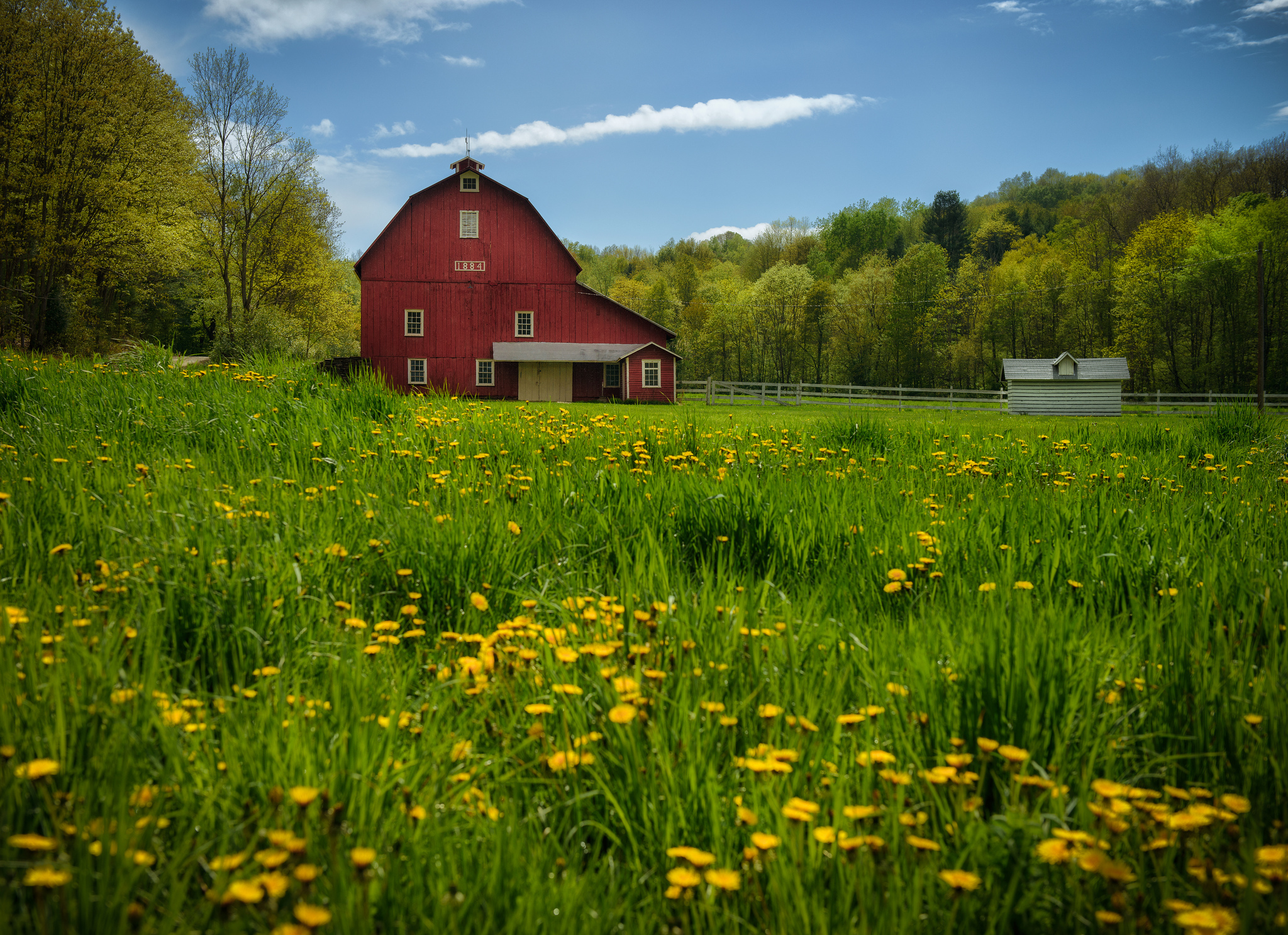 barn, man made, dandelion, meadow, pennsylvania