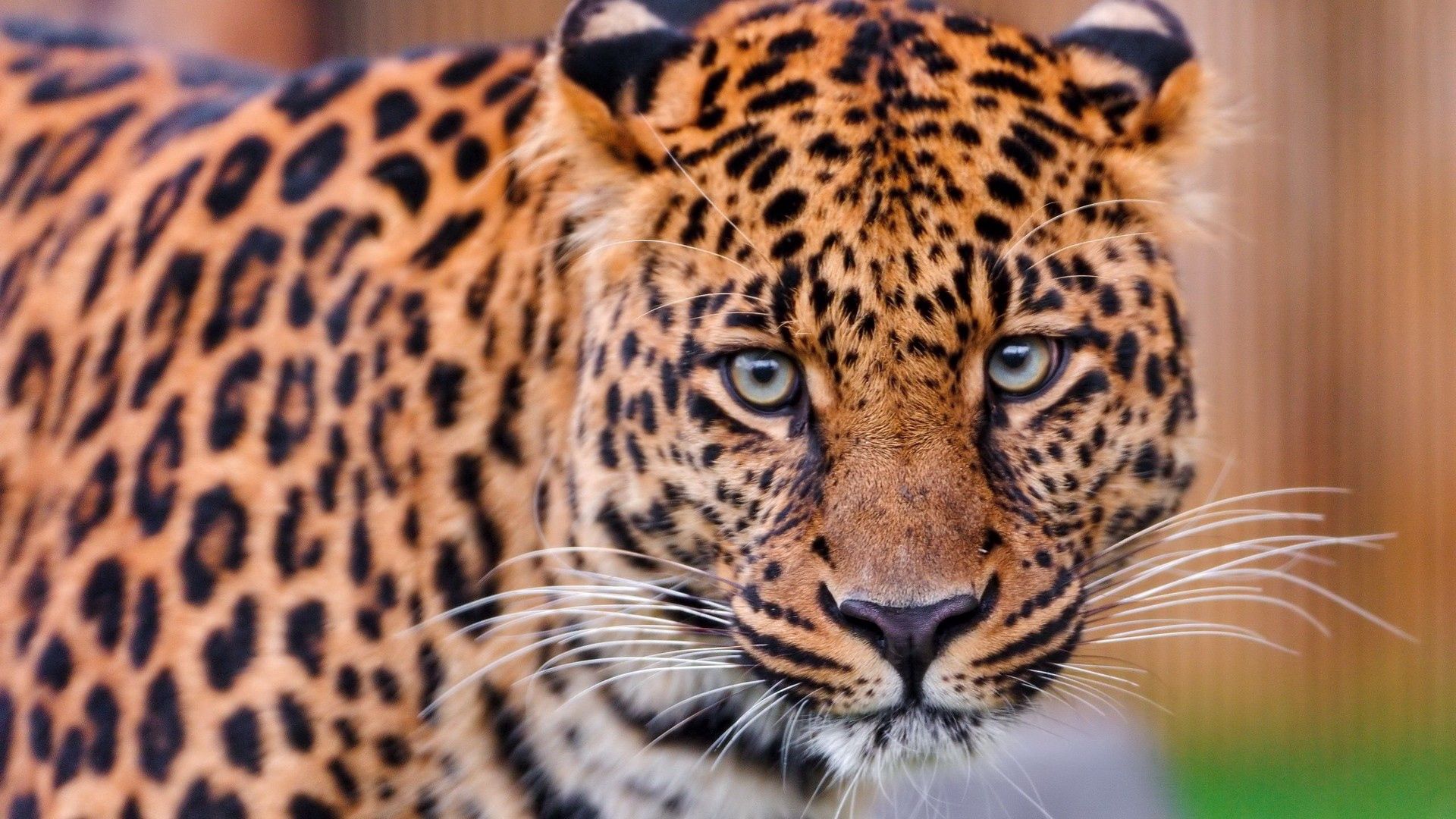 animals, leopard, aggression, muzzle, big cat