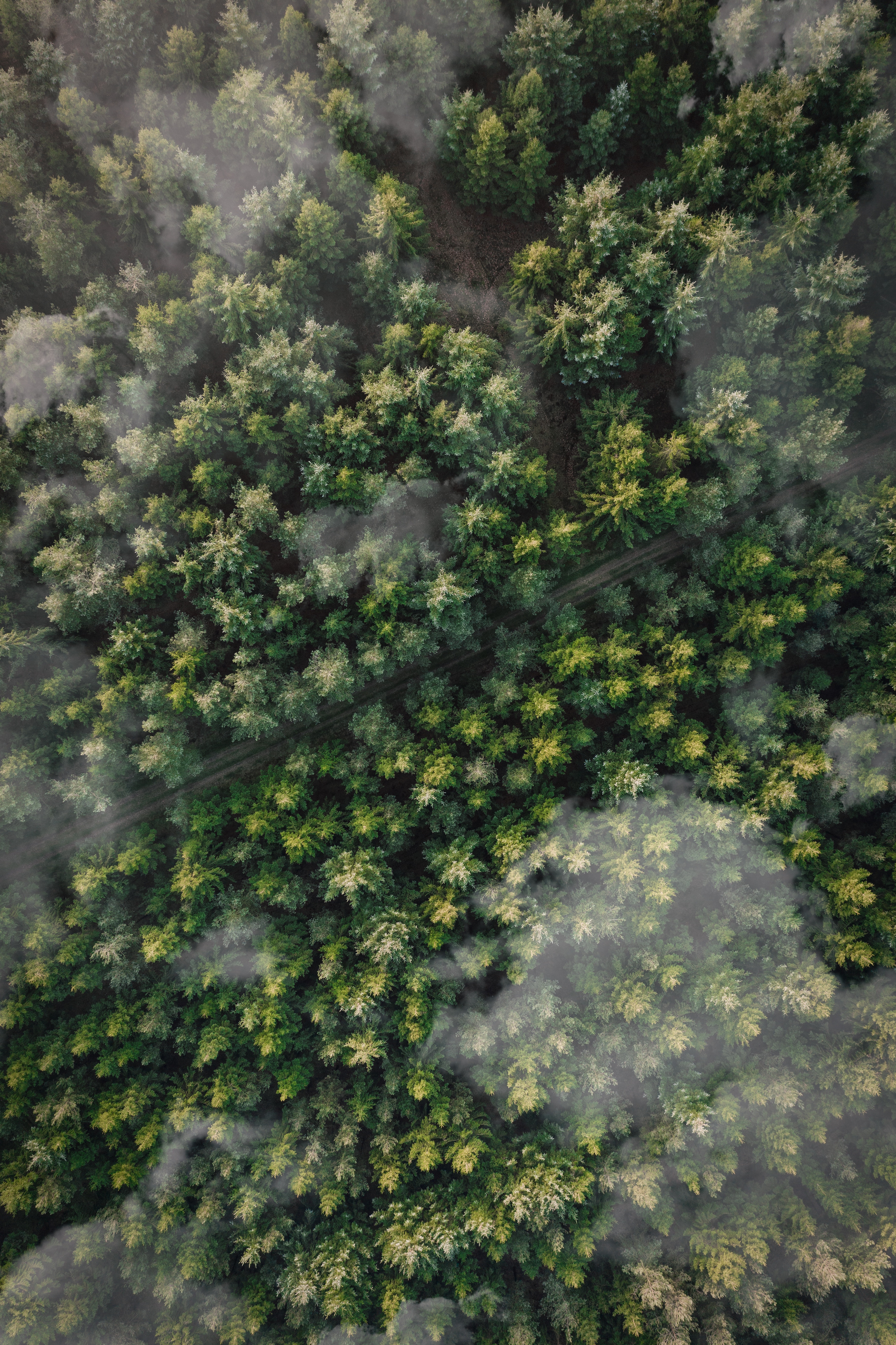 tops, aerial view, nature, trees, clouds, top, forest, path, trail