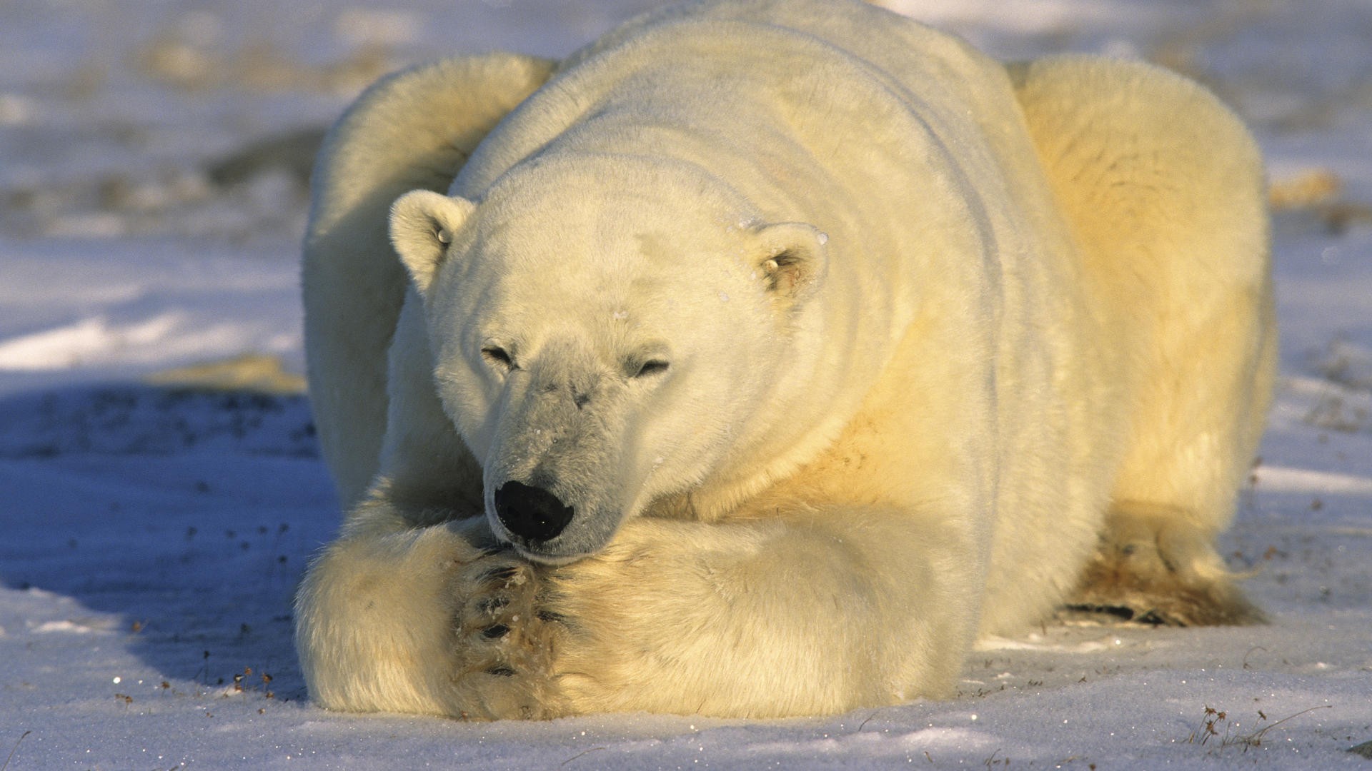 На следующей странице представлены фотографии белого медведя