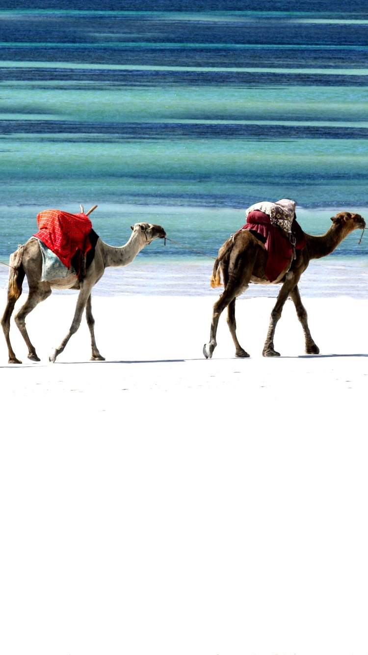 1228204 descargar fondo de pantalla fotografía, caravana, camello: protectores de pantalla e imágenes gratis