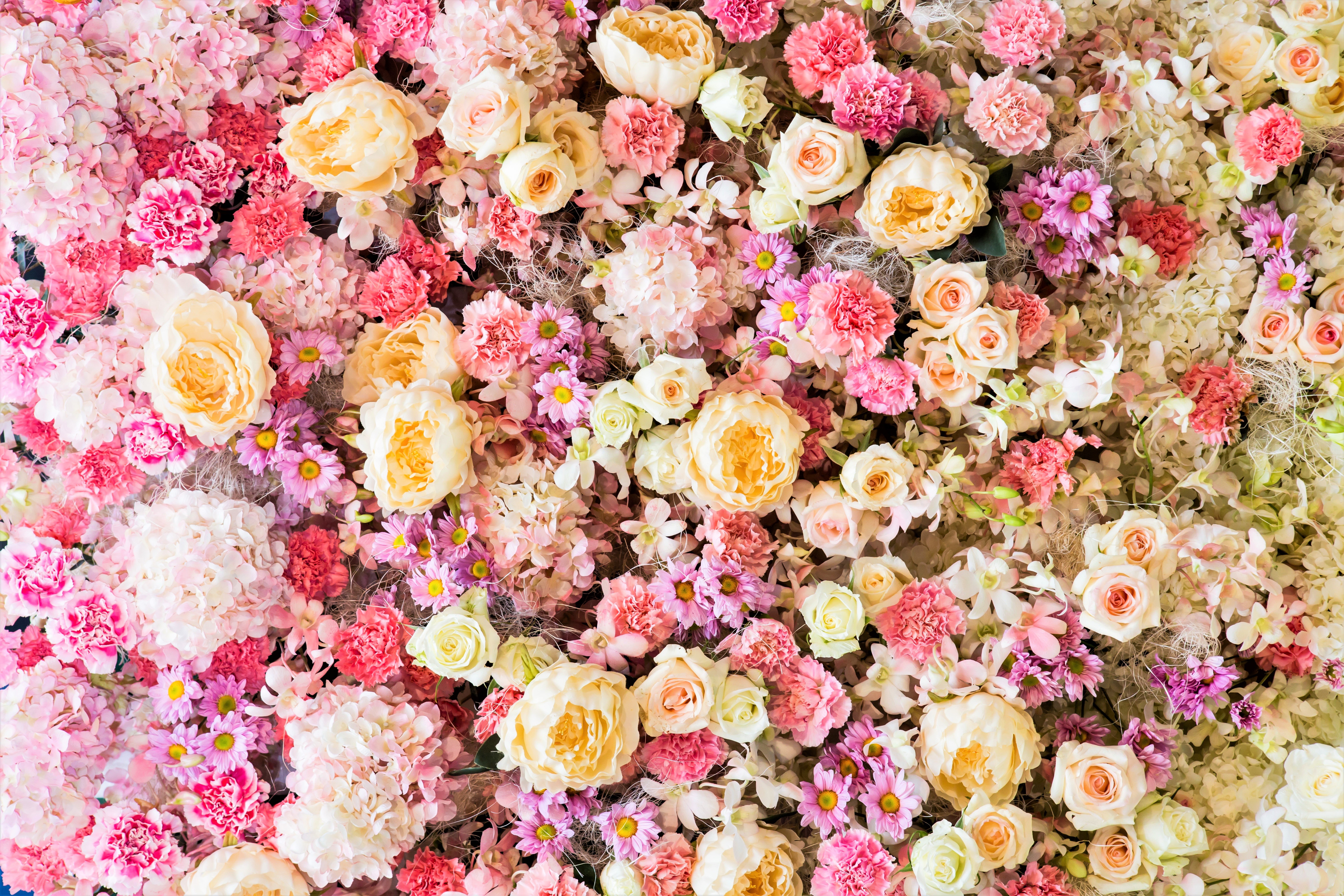 438154 免費下載壁紙 自然, 花, 花簇, 康乃馨, 色彩, 雏菊, 粉彩, 牡丹, 粉红色的花, 玫瑰, 白色的花, 花卉 屏保和圖片