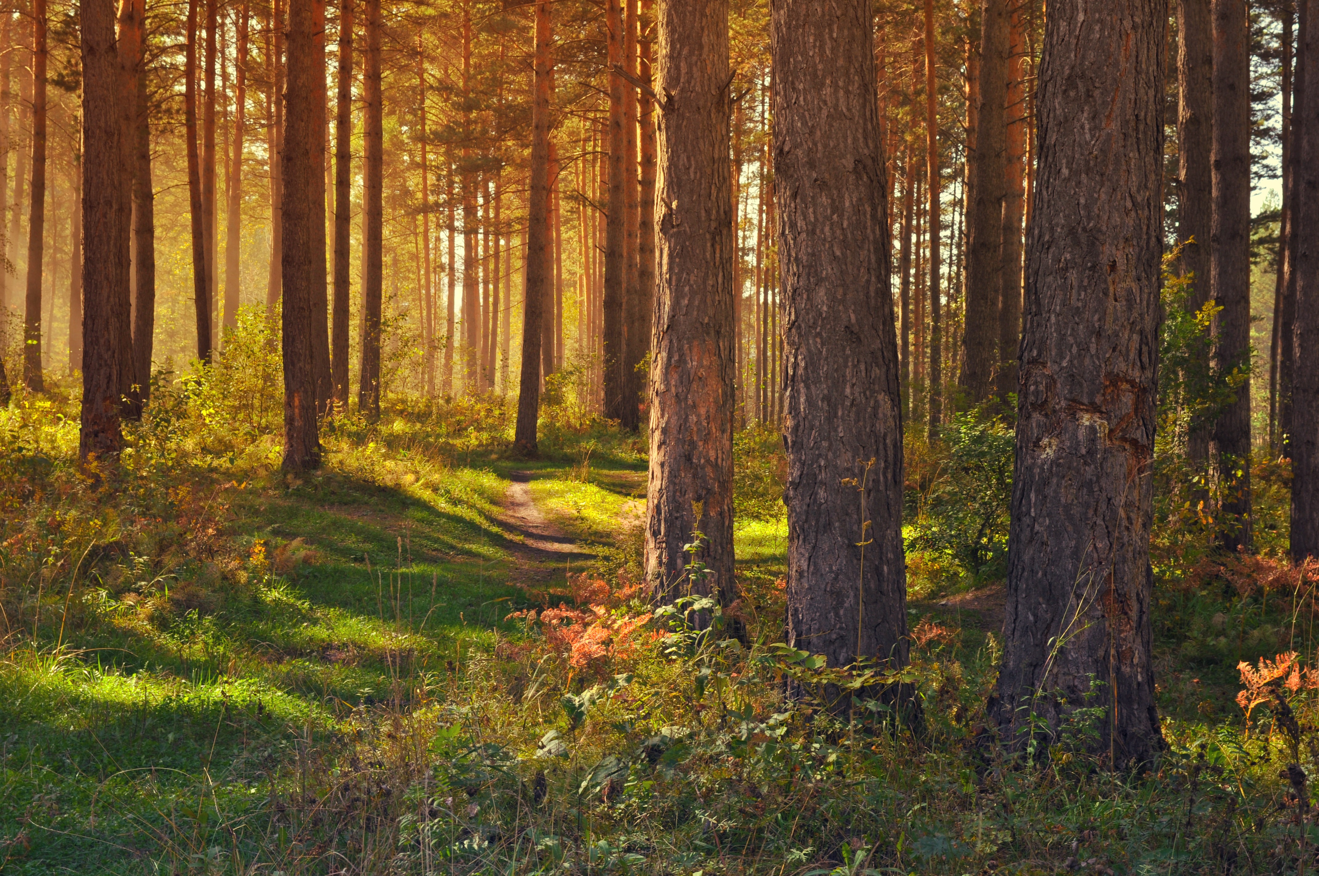 summer, forest, trees, path, landscape, nature Free Stock Photo