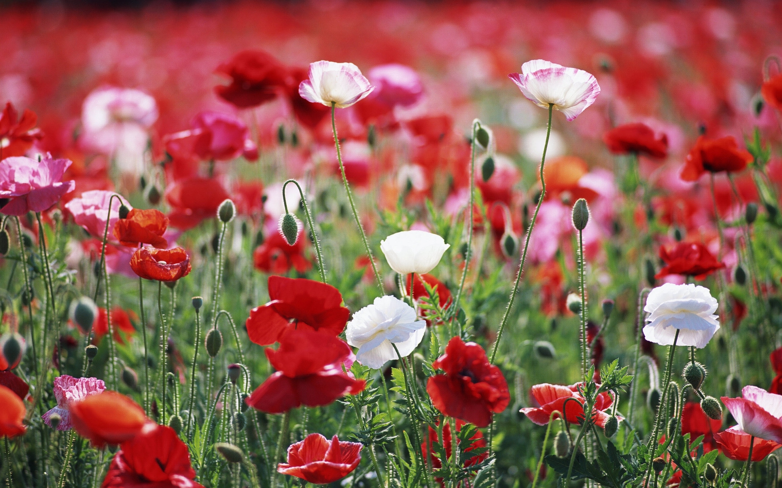 Download mobile wallpaper Plants, Poppies for free.