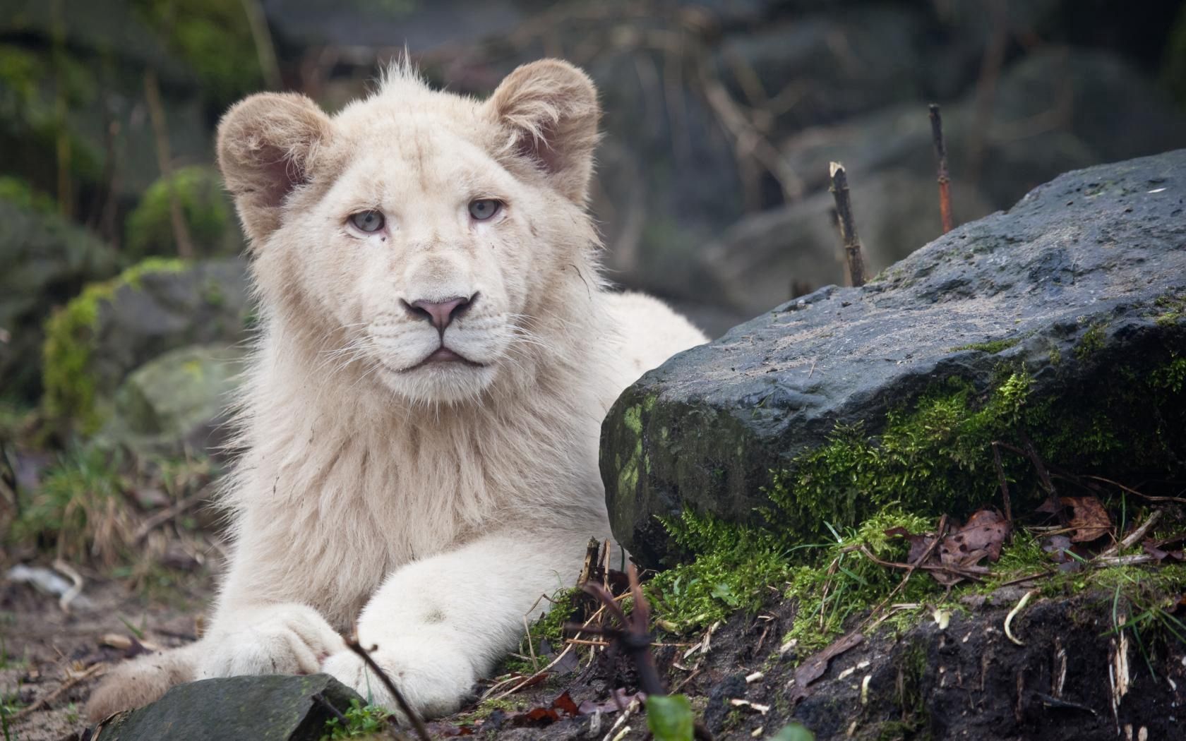 122011 Bild herunterladen ein löwe, tiere, weiß, löwe, sicht, meinung, albino - Hintergrundbilder und Bildschirmschoner kostenlos