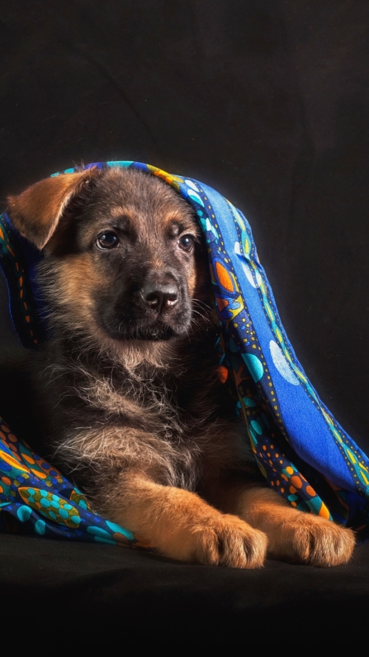 animal, german shepherd, baby animal, blanket, puppy, dog, dogs HD wallpaper