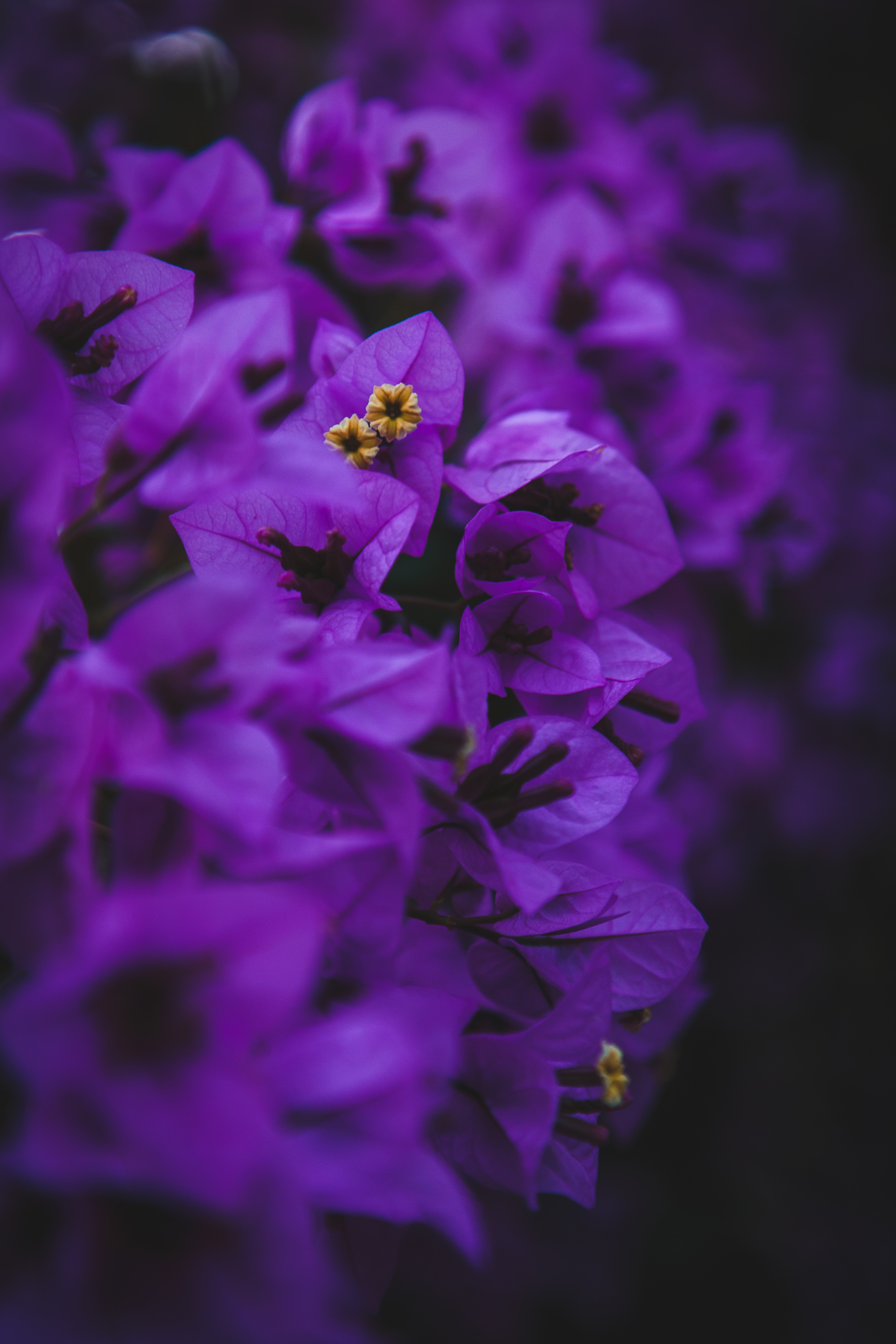 Download mobile wallpaper Geranium, Inflorescence, Inflorescences, Macro, Purple, Violet, Flowers for free.