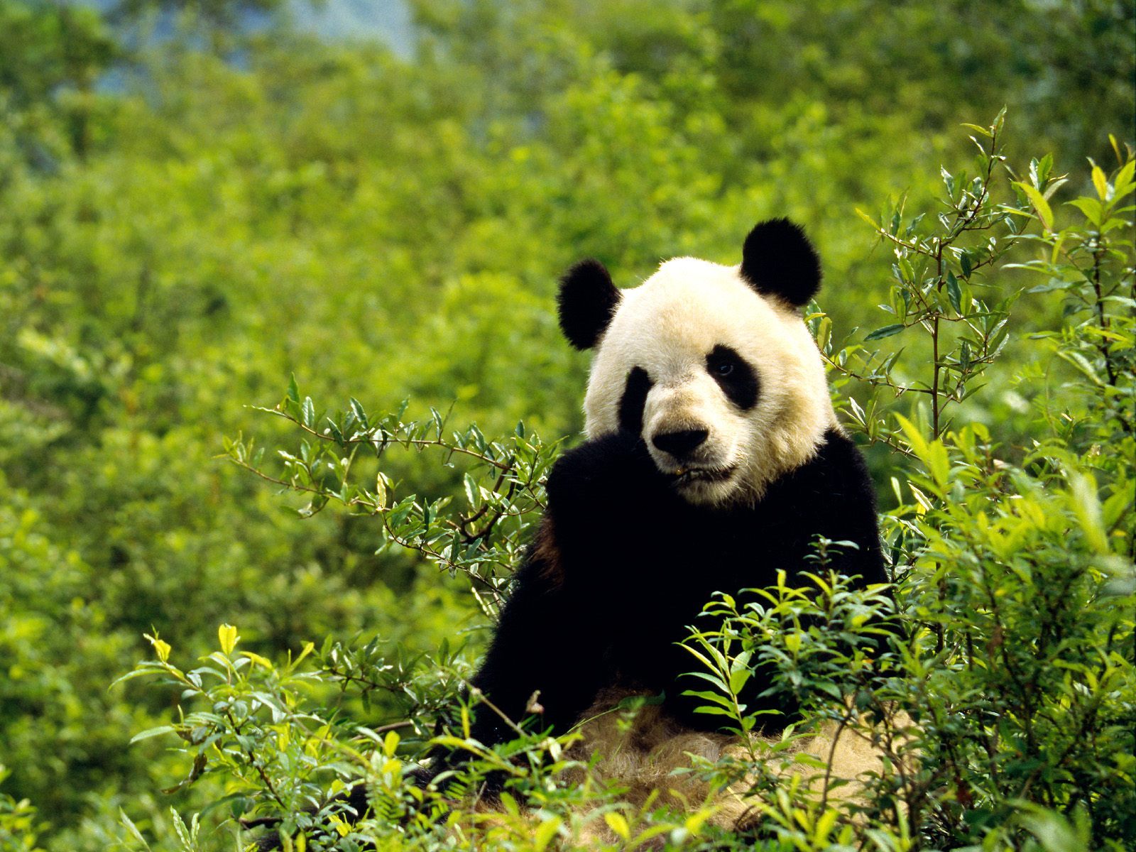 HD wallpaper animals, bears, pandas, green