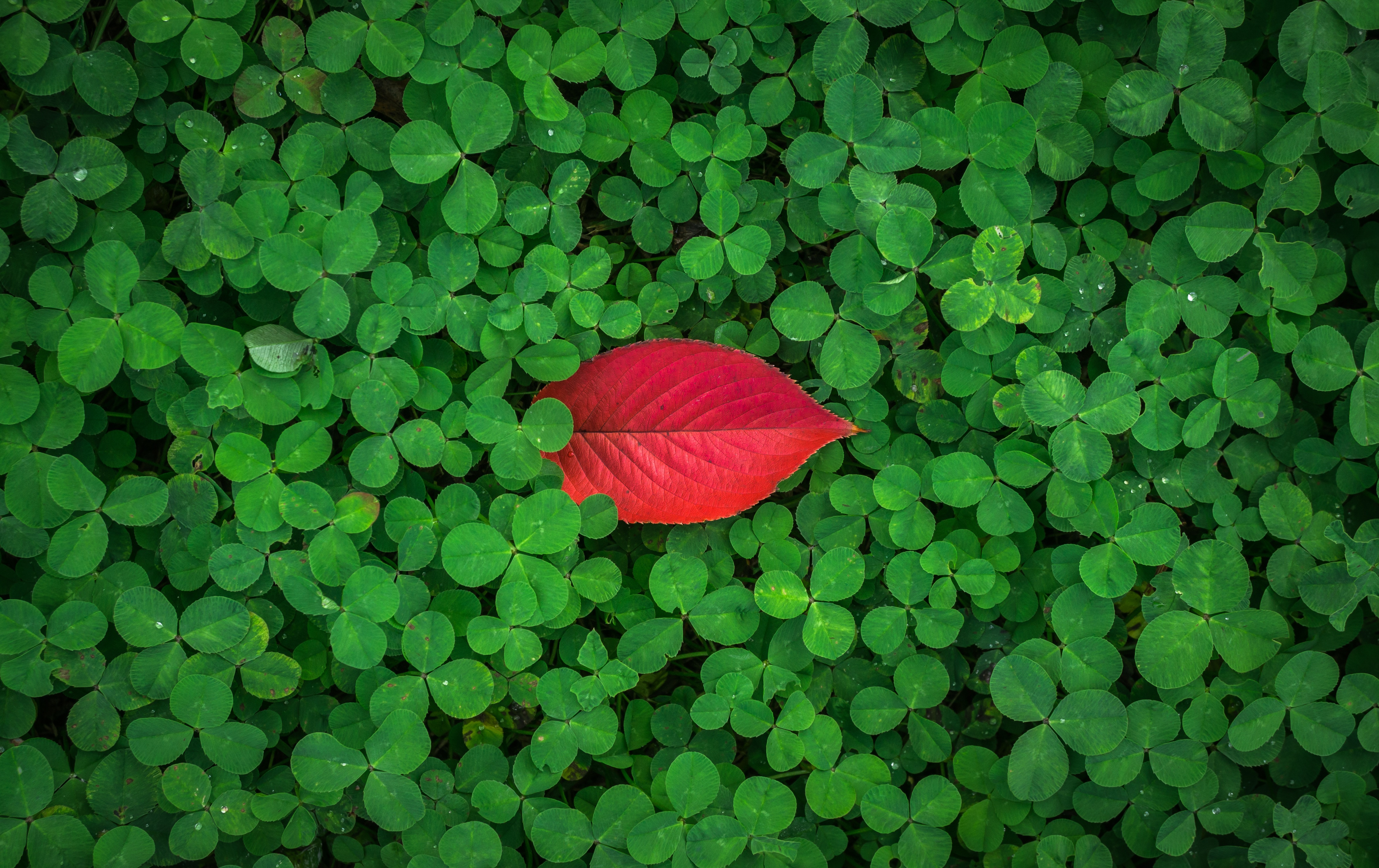 leaves, plant, clover, green, red, macro