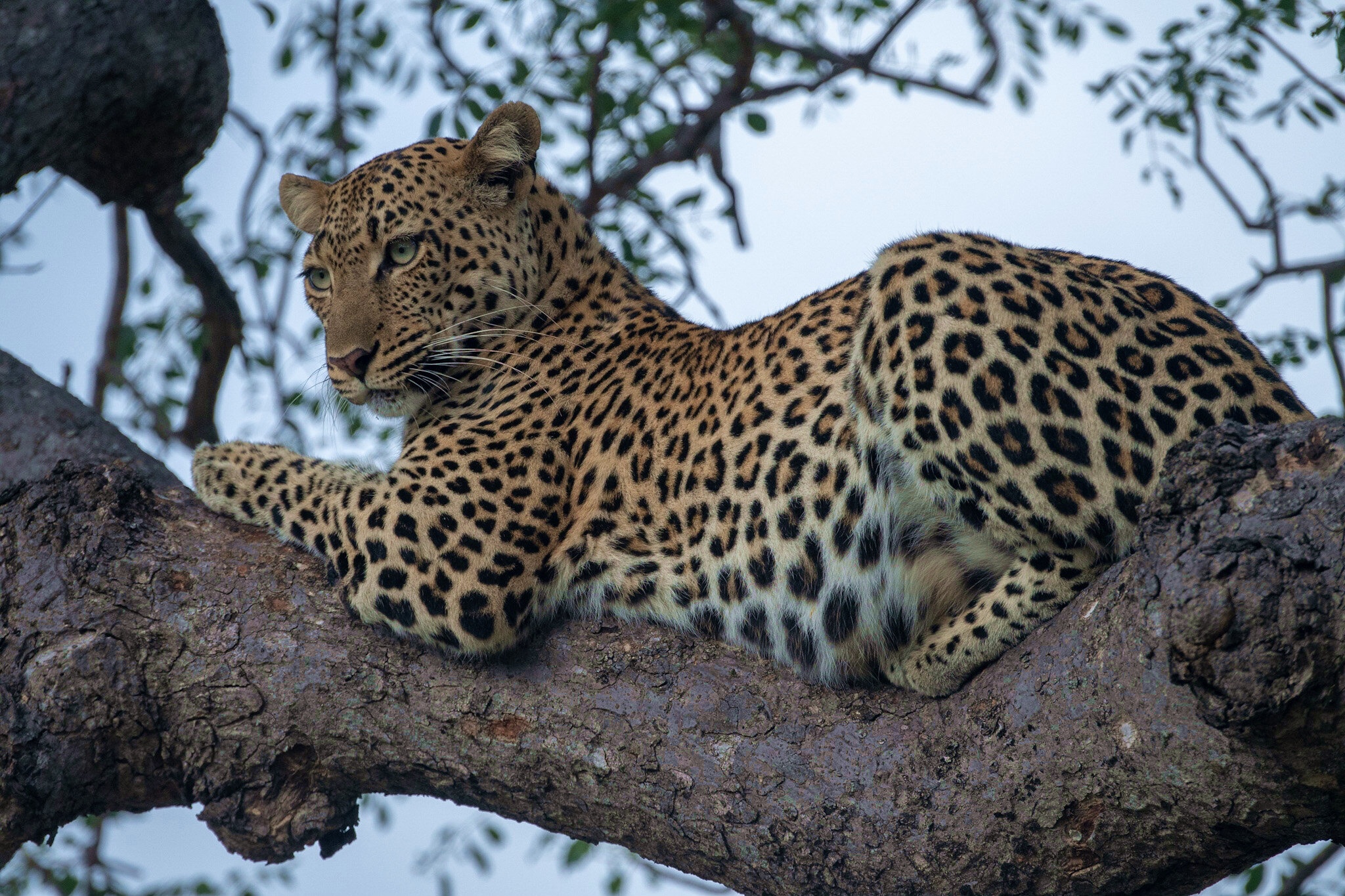 Домашний леопард сканворд 5 букв. Аравийский леопард. Королевский леопард. Пурлоин леопард. Леопард на дереве.