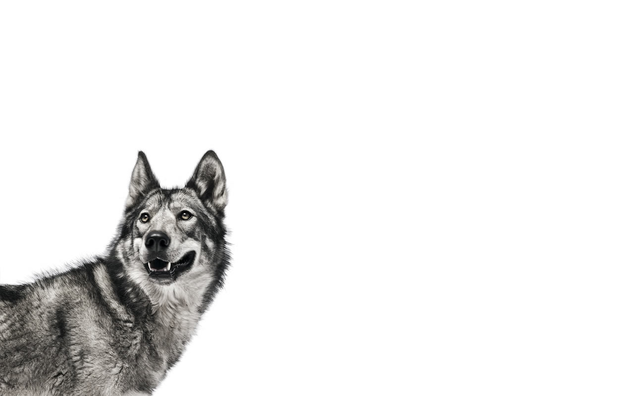 1515468 скачать картинку животные, волк - обои и заставки бесплатно
