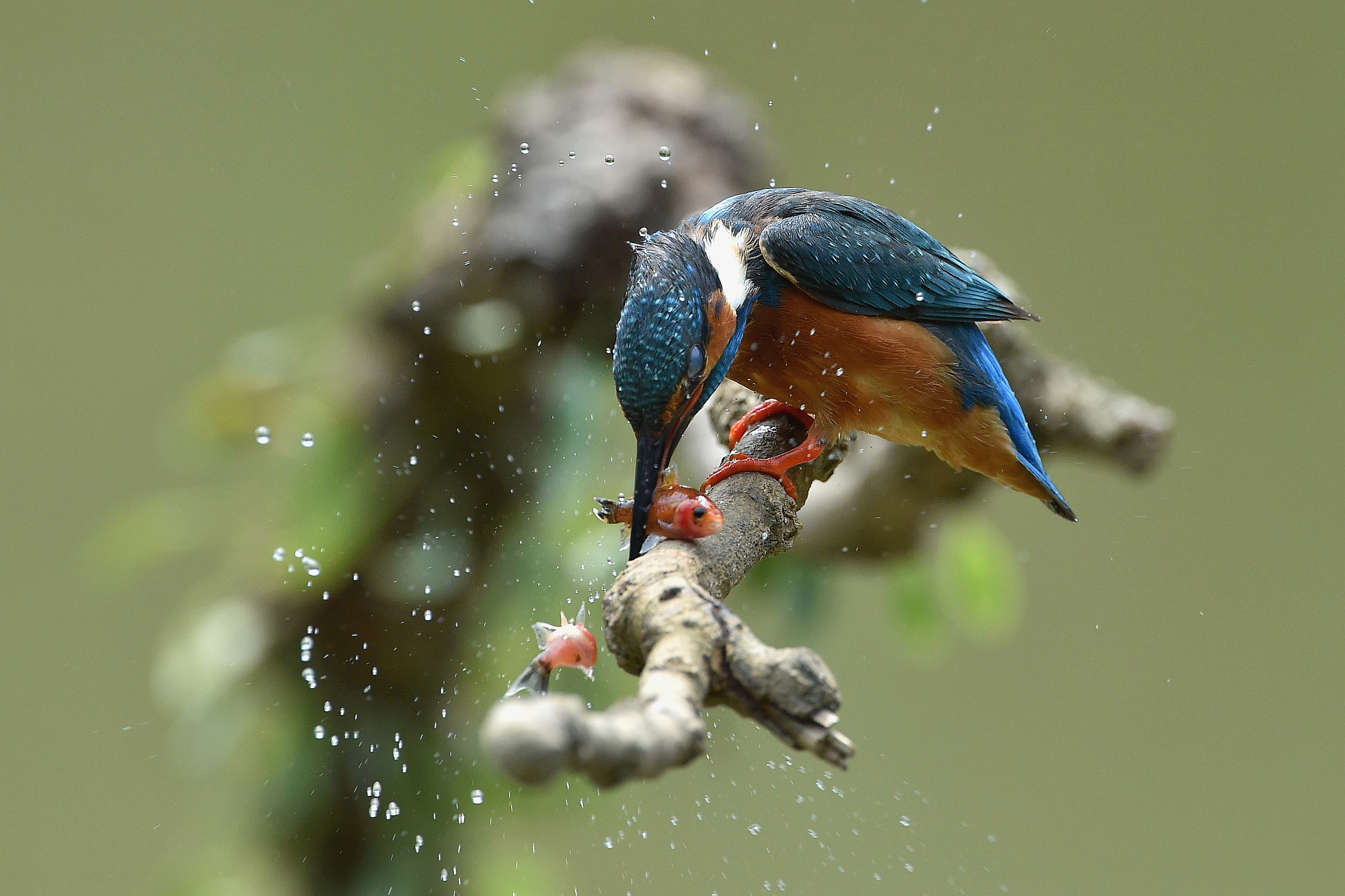 Full HD Common Kingfisher Background