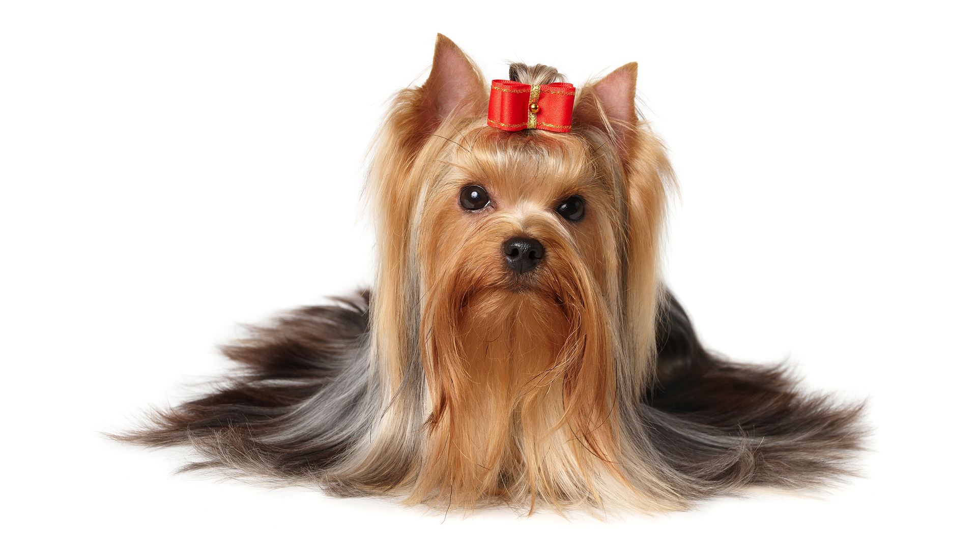 381151 descargar imagen animales, yorkshire terrier, perro, perros: fondos de pantalla y protectores de pantalla gratis