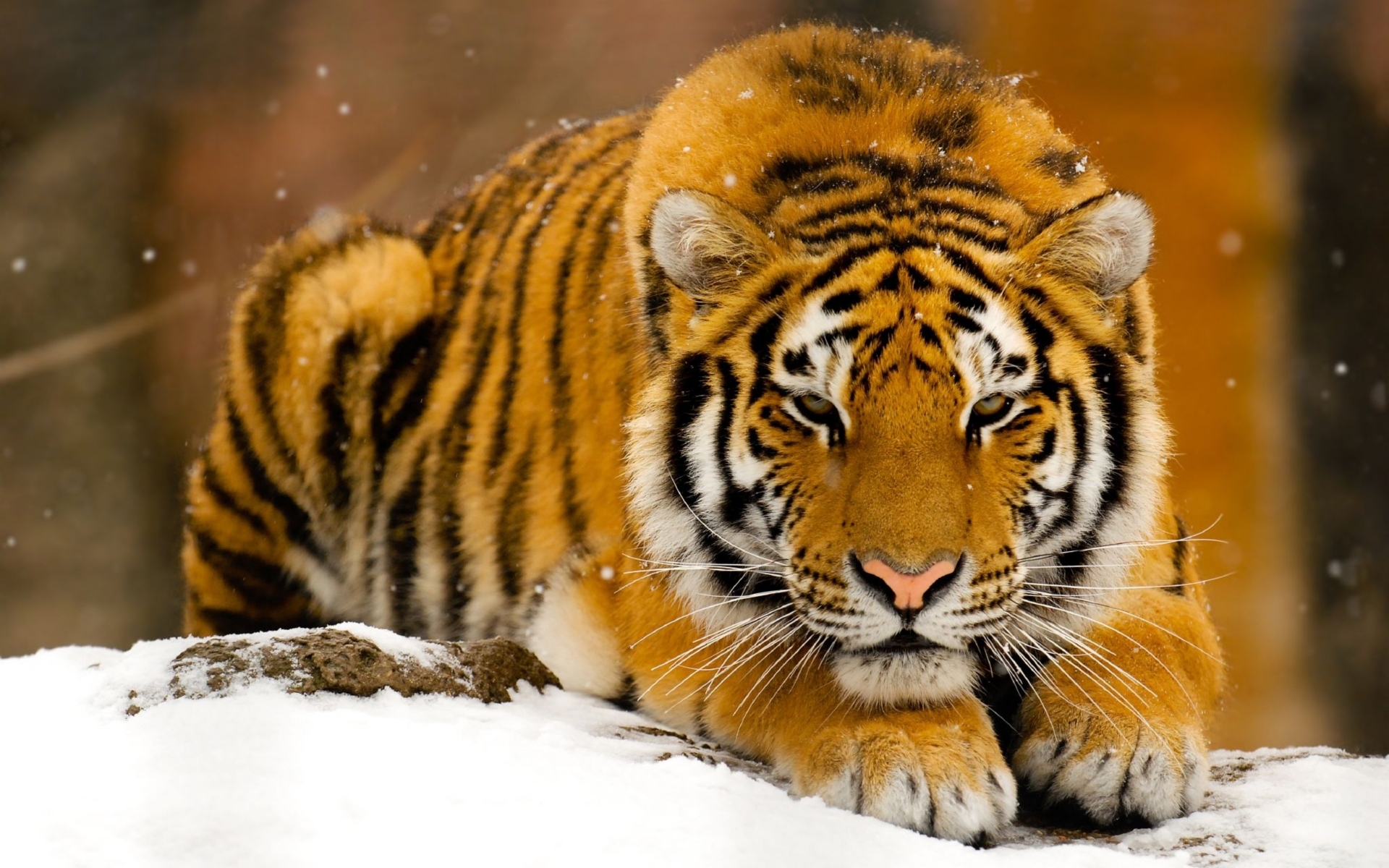 41459 baixar papel de parede tigres, animais, inverno, laranja - protetores de tela e imagens gratuitamente