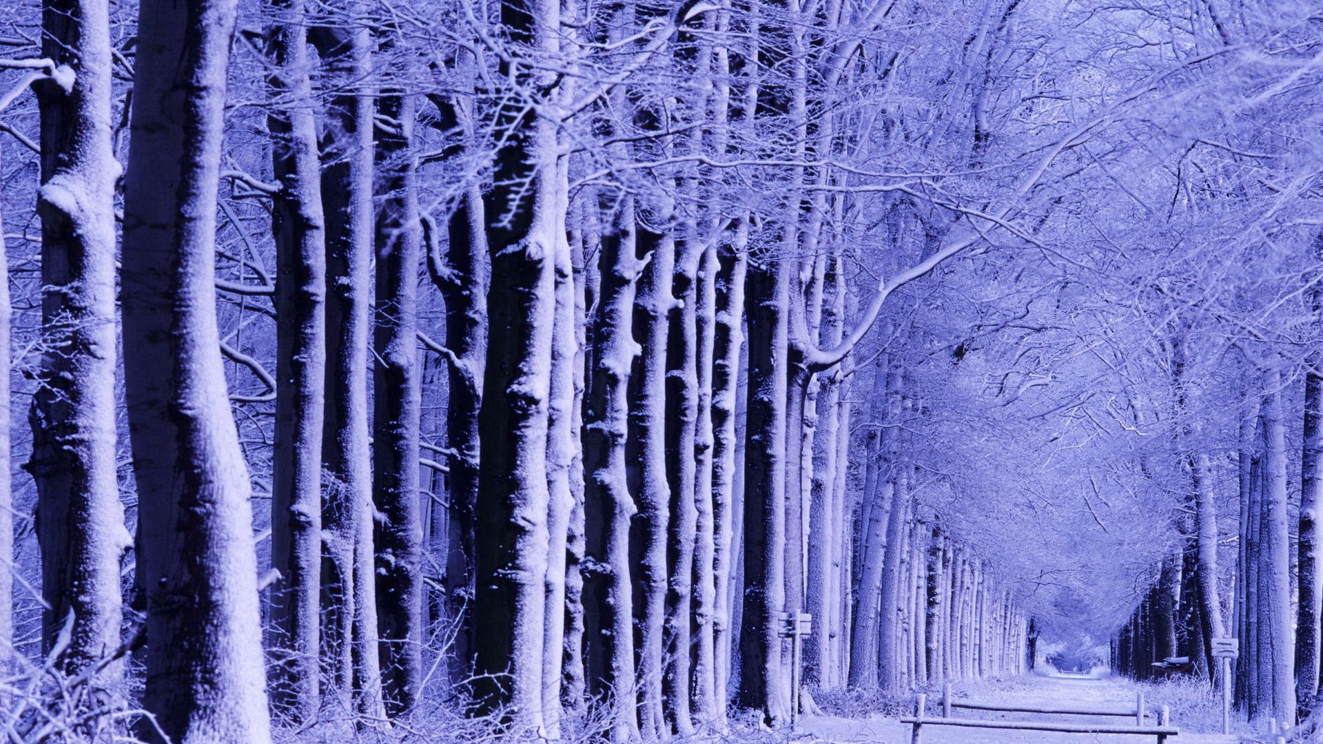 Зимний лес аллея