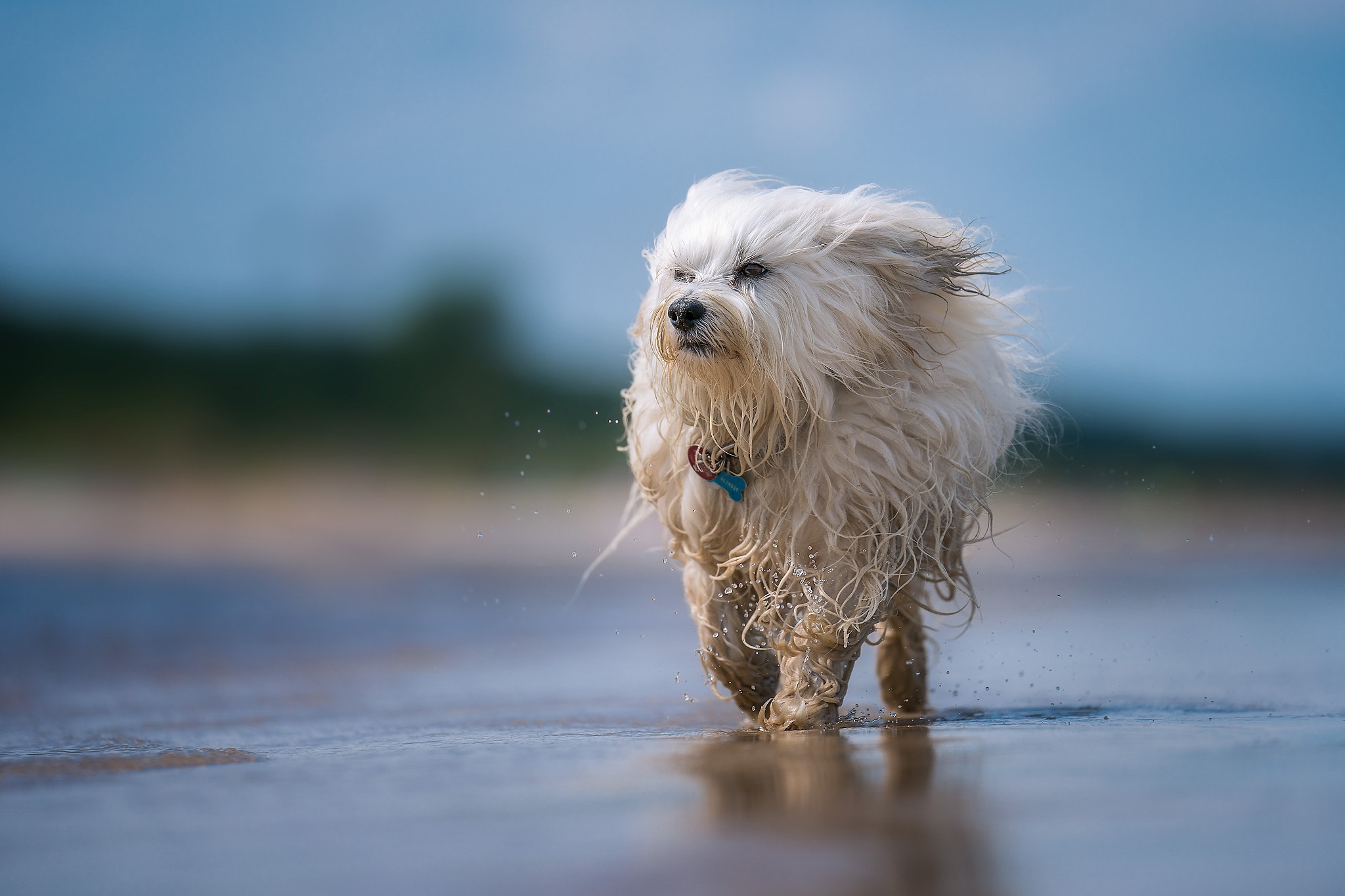 HD wallpaper: dog, white, small, sweet, maltese-havanese, hybrid, dog look  | Wallpaper Flare