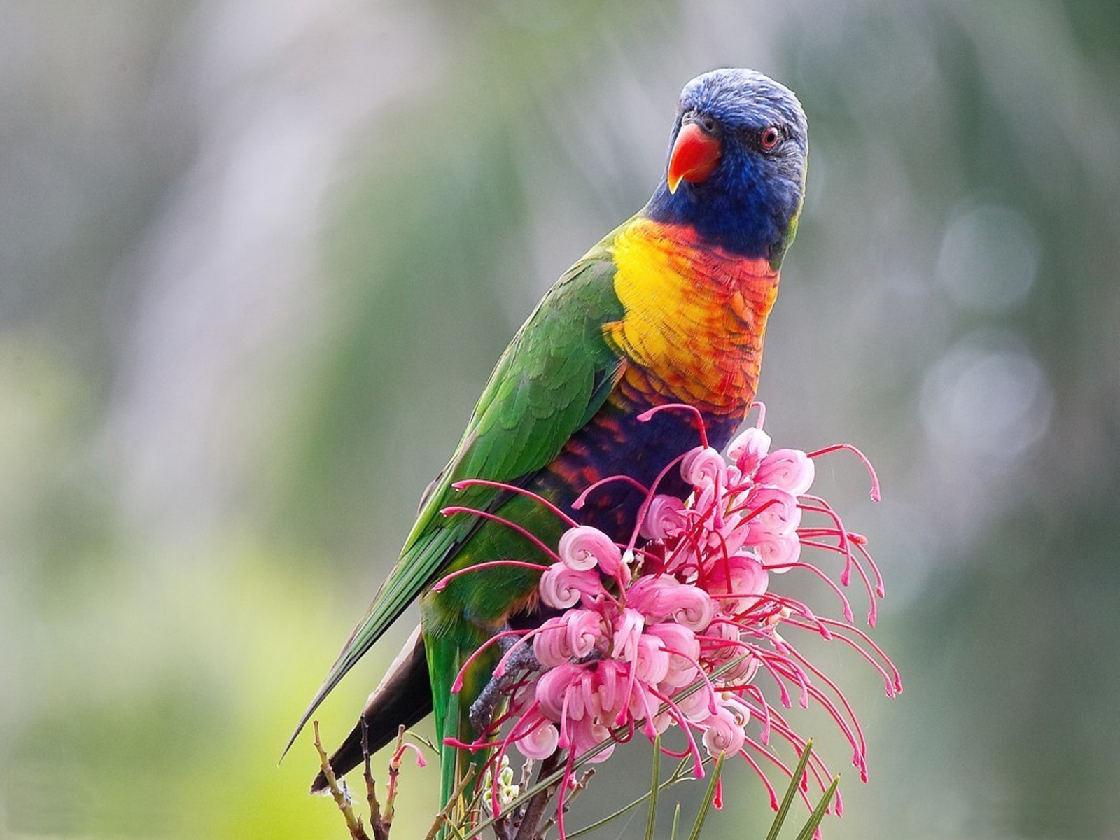 HD wallpaper birds, animal, rainbow lorikeet