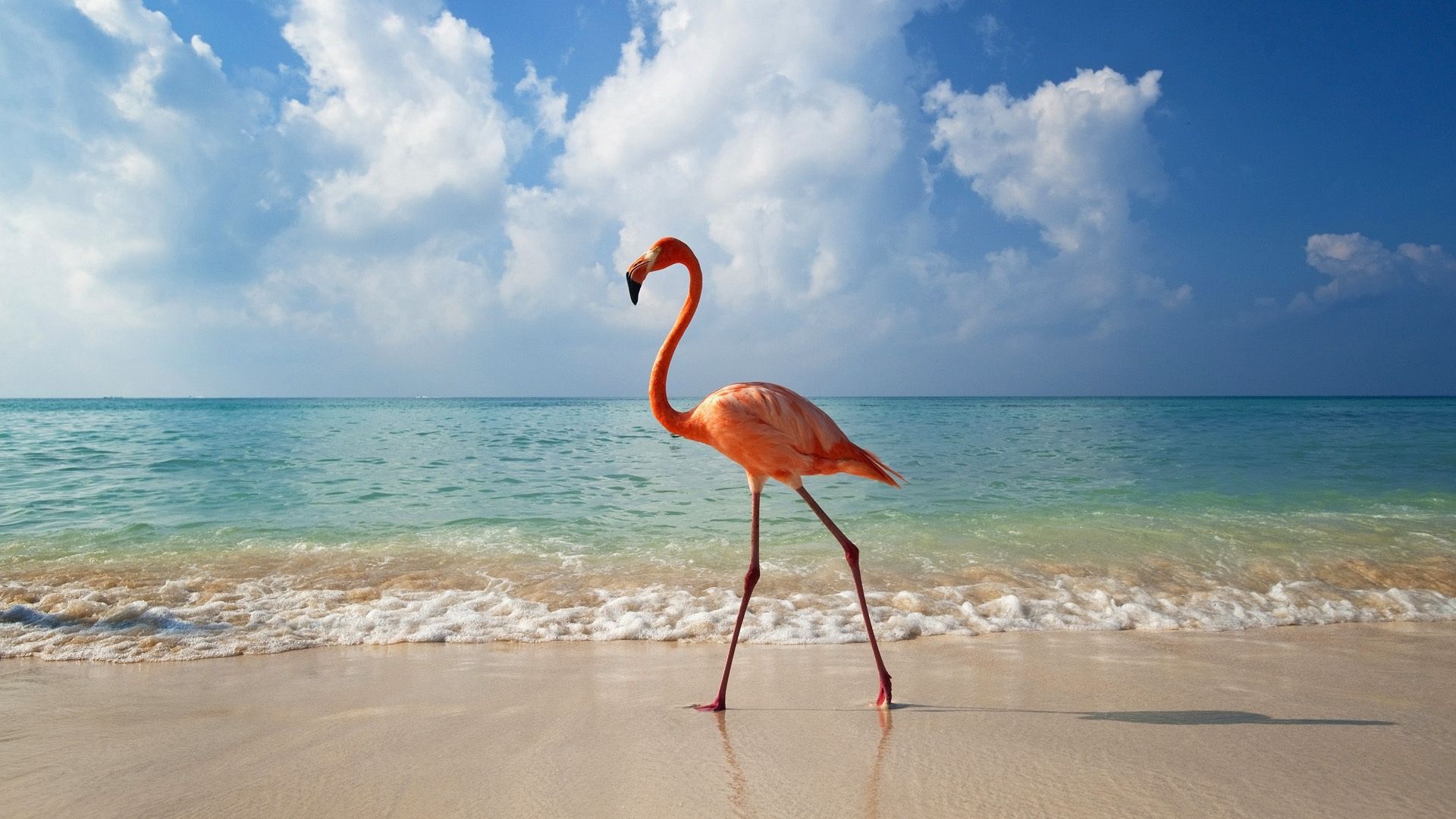 flamingo, animals, bird, sea, shore, bank 4K Ultra