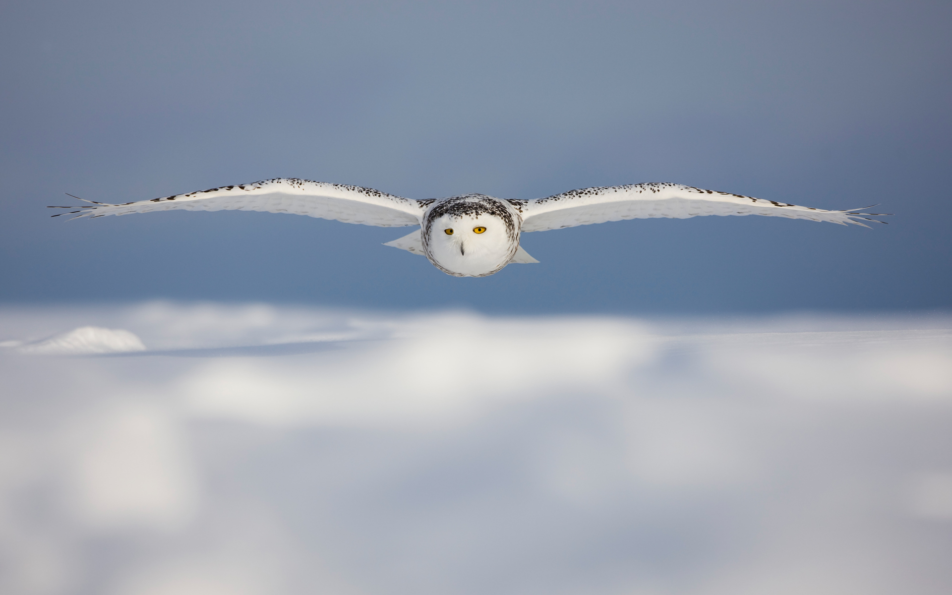 Snowy Owl Cool HD