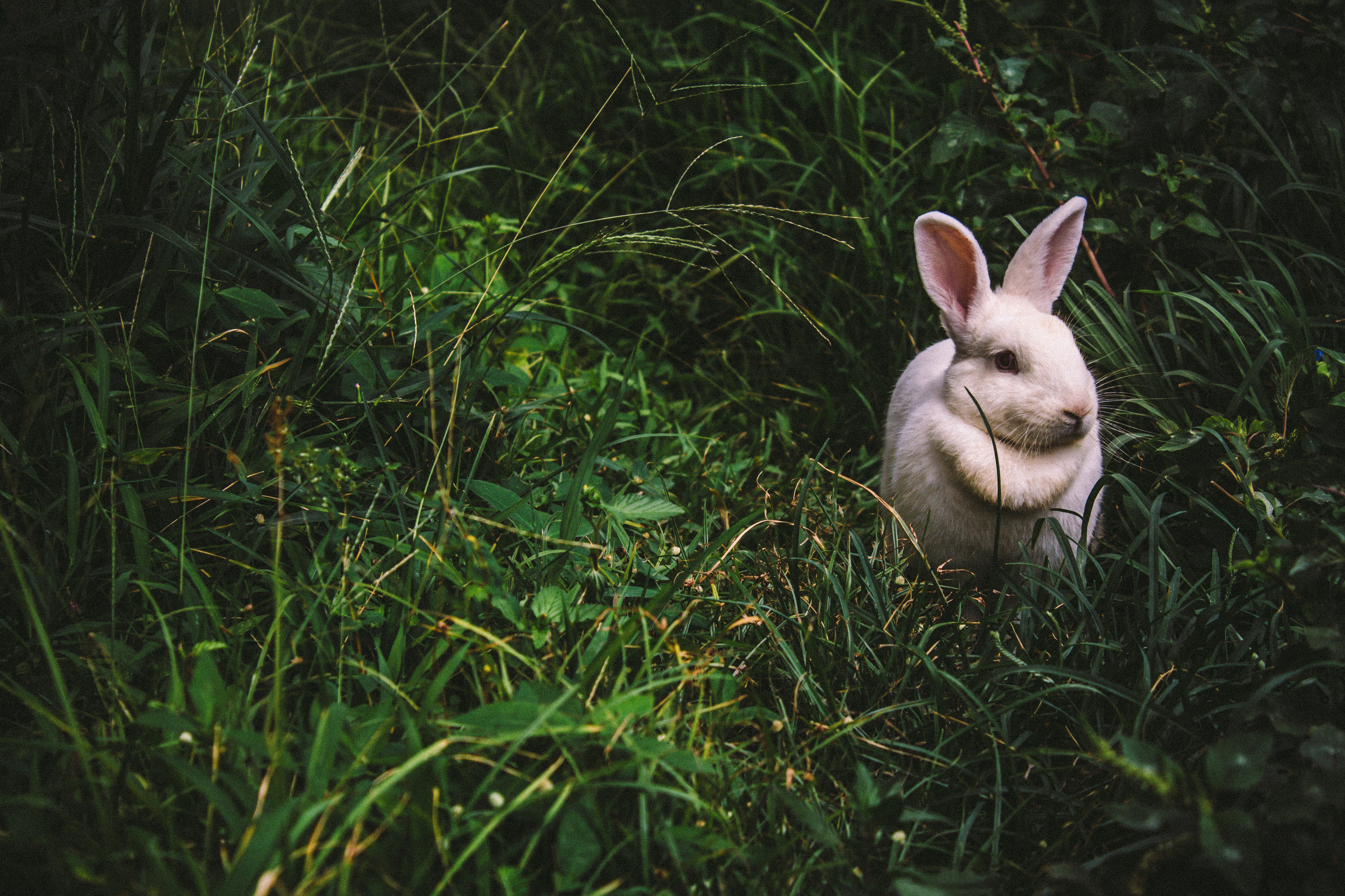 Laden Sie das Grass, Hase, Tiere, Kaninchen-Bild kostenlos auf Ihren PC-Desktop herunter