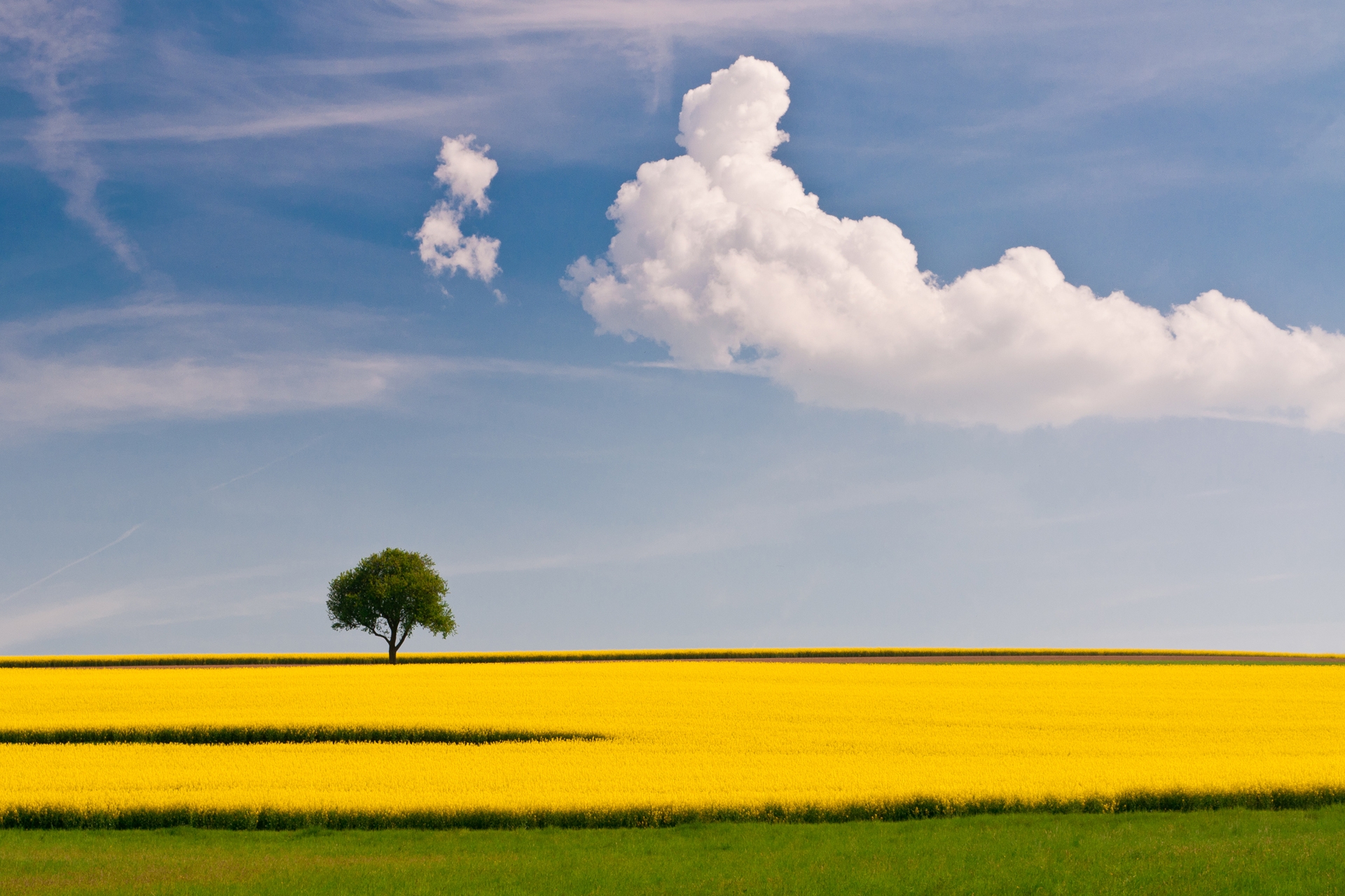 138807 завантажити шпалери поле, жовтий, природа, небо, зелений, дерево, самотньо, хмара, самотнє, простота - заставки і картинки безкоштовно