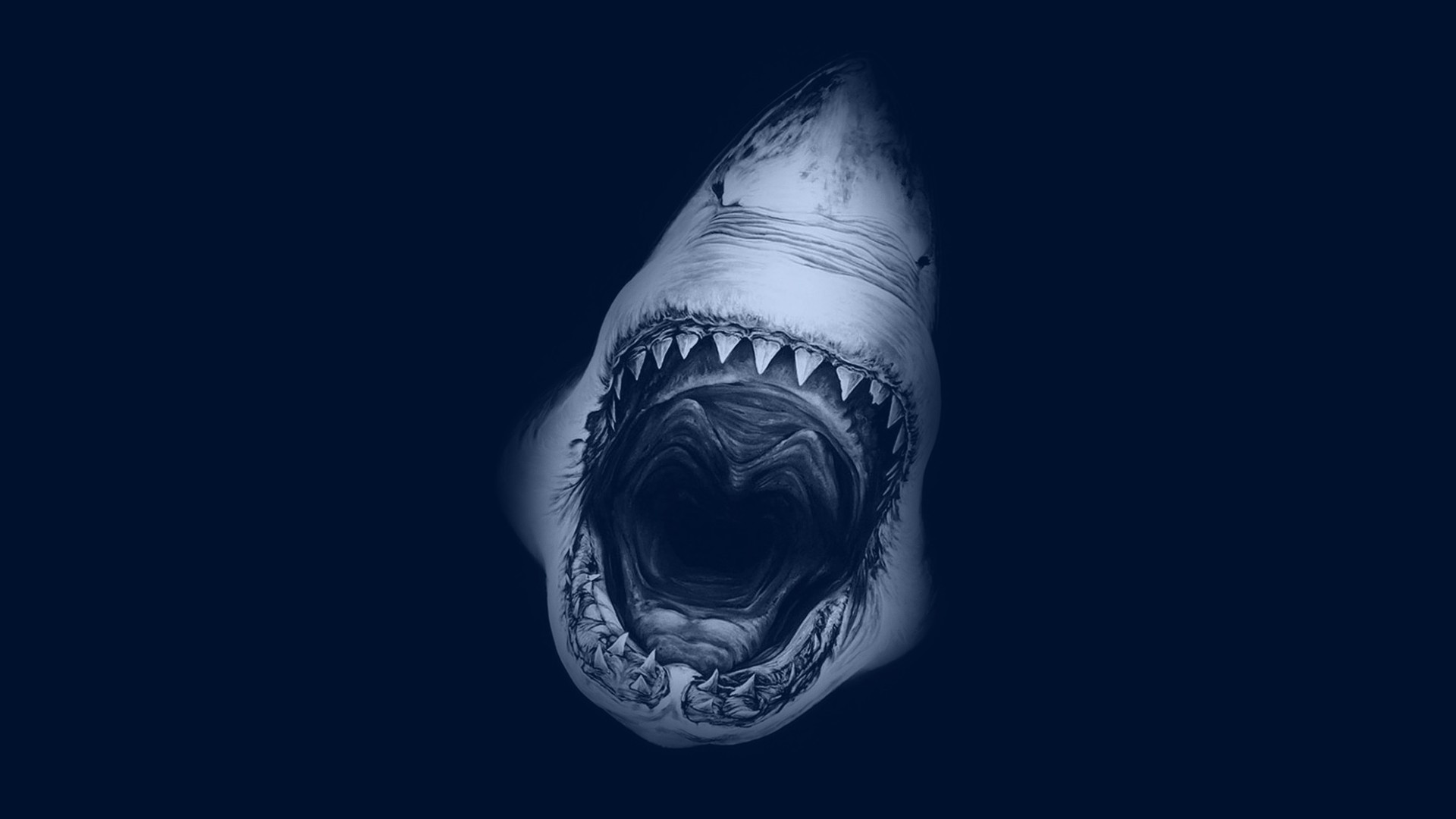 desktop Images sharks, shark, animal