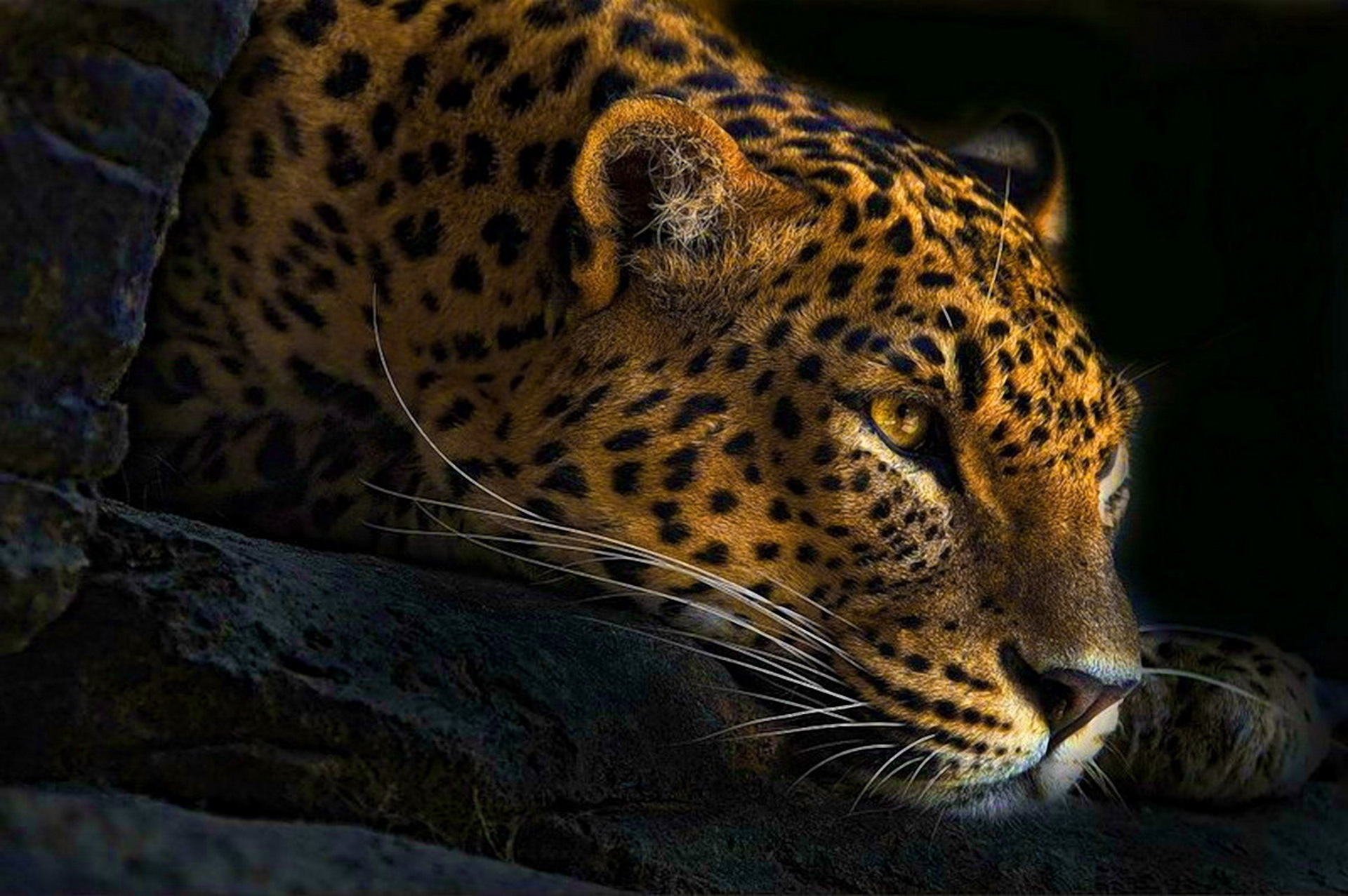 248692 Hintergrundbild herunterladen tiere, leopard, katzen - Bildschirmschoner und Bilder kostenlos
