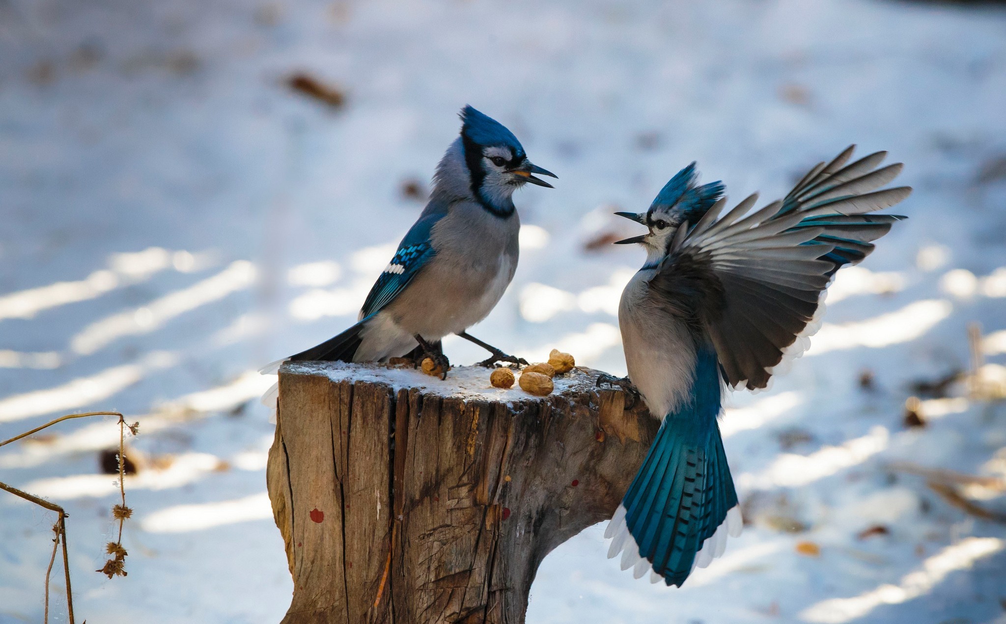 animal, blue jay, bird, nut, birds