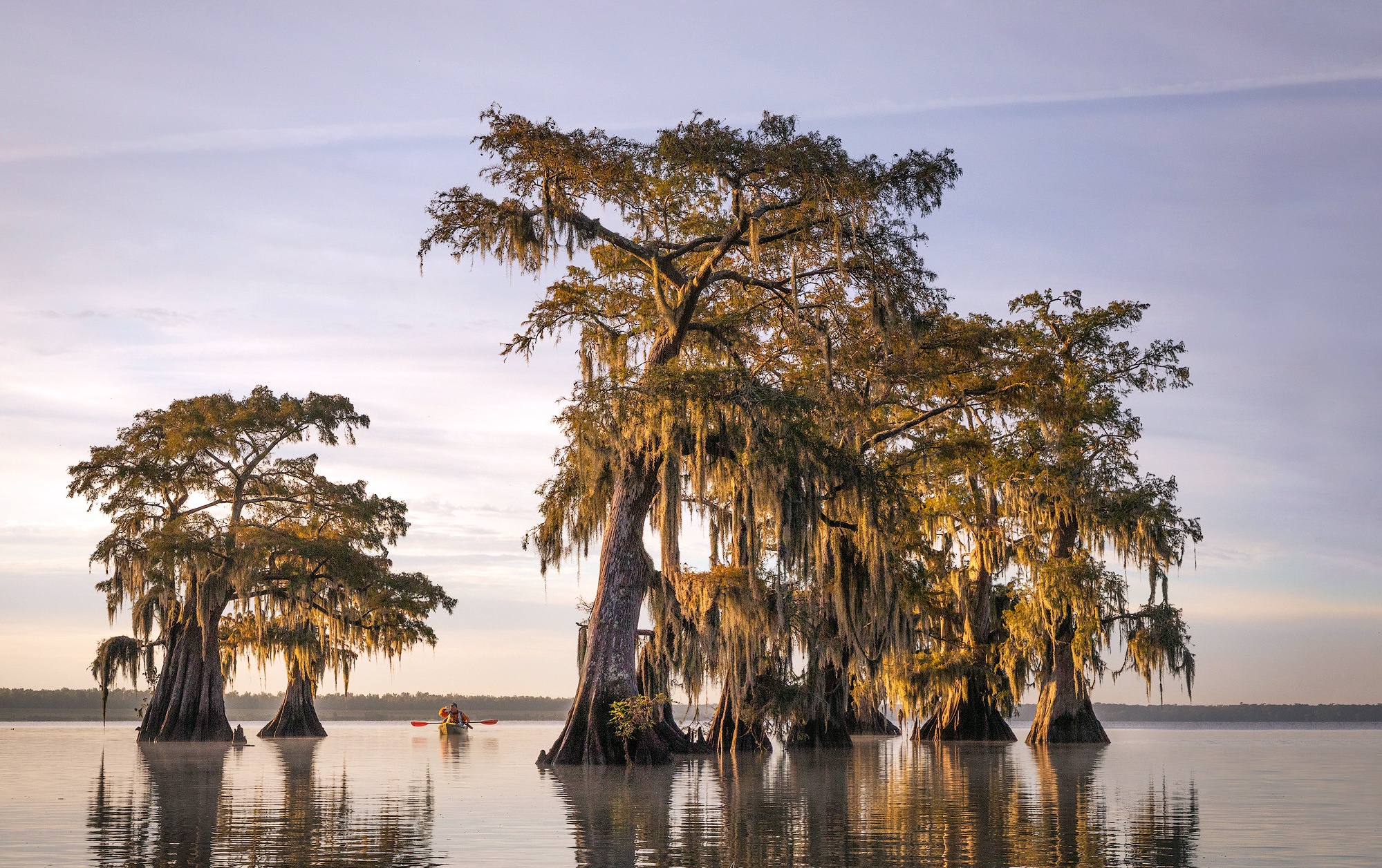 Wallpaper sunset tree United States Louisiana Parish Governing  Authority District 4 images for desktop section природа  download
