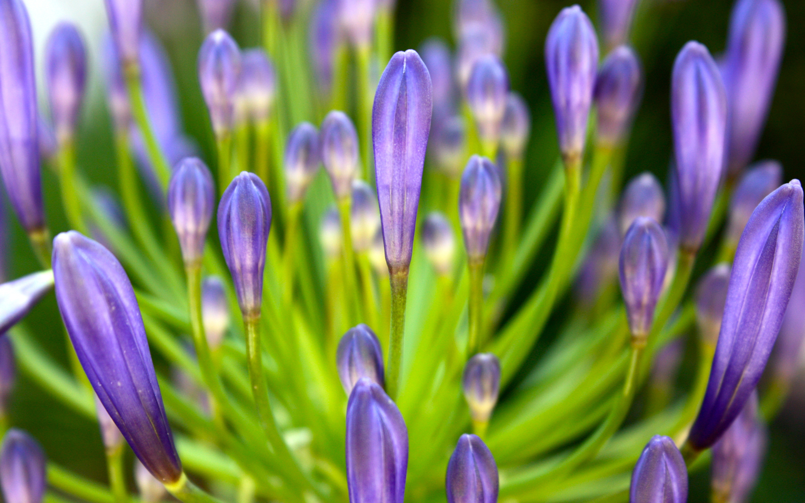 High Definition Agapanthus background