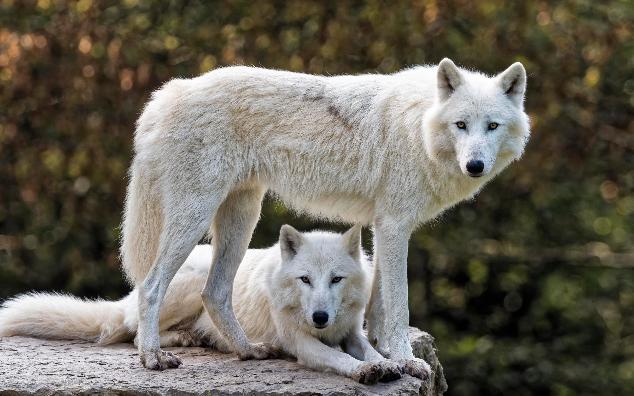 1510047 скачать обои животные, арктический волк, белый волк, волк - заставки и картинки бесплатно