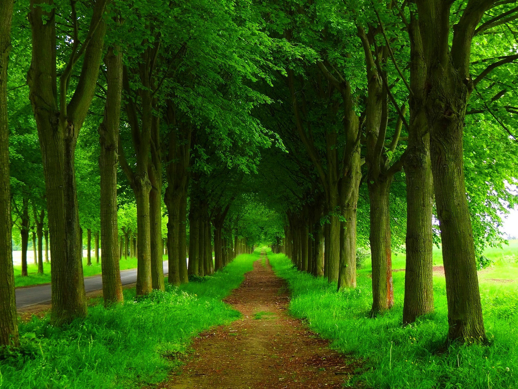 Зеленая аллея лес 4к
