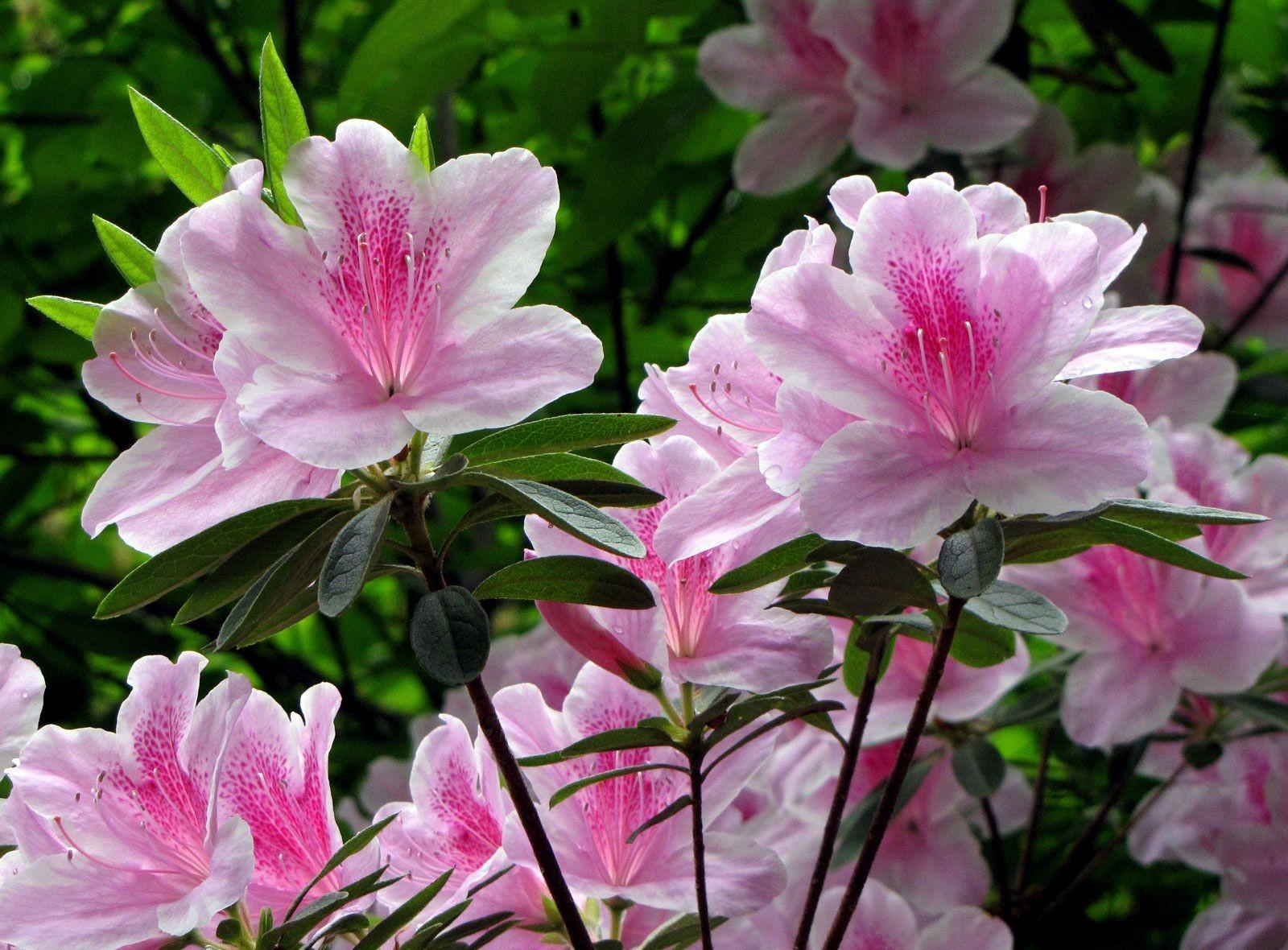 56488 Hintergrundbilder und Rhododendron Bilder auf dem Desktop. Laden Sie  Bildschirmschoner kostenlos auf den PC herunter