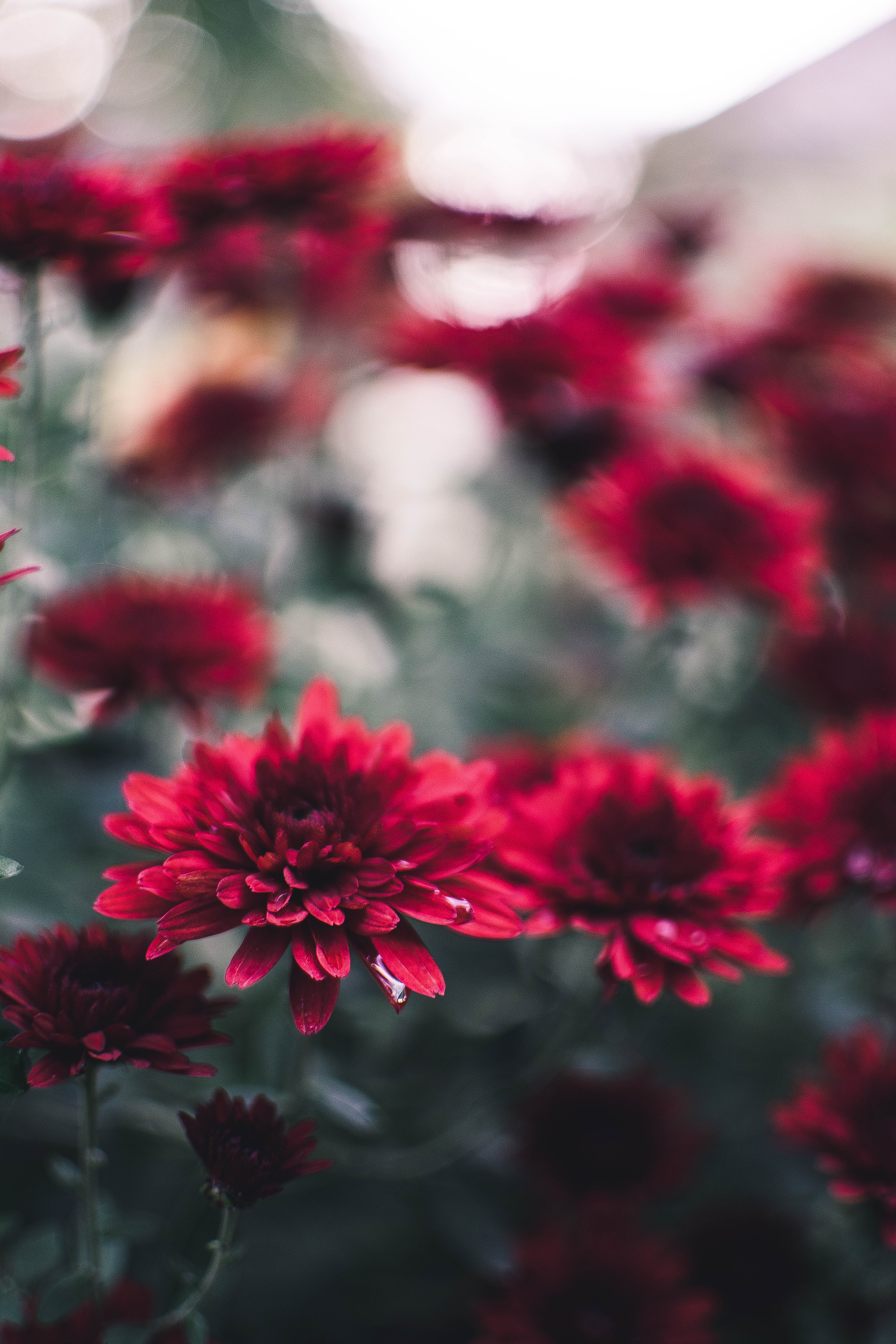 Laden Sie das Chrysantheme, Nass, Blumen, Nahaufnahme, Nahansicht-Bild kostenlos auf Ihren PC-Desktop herunter